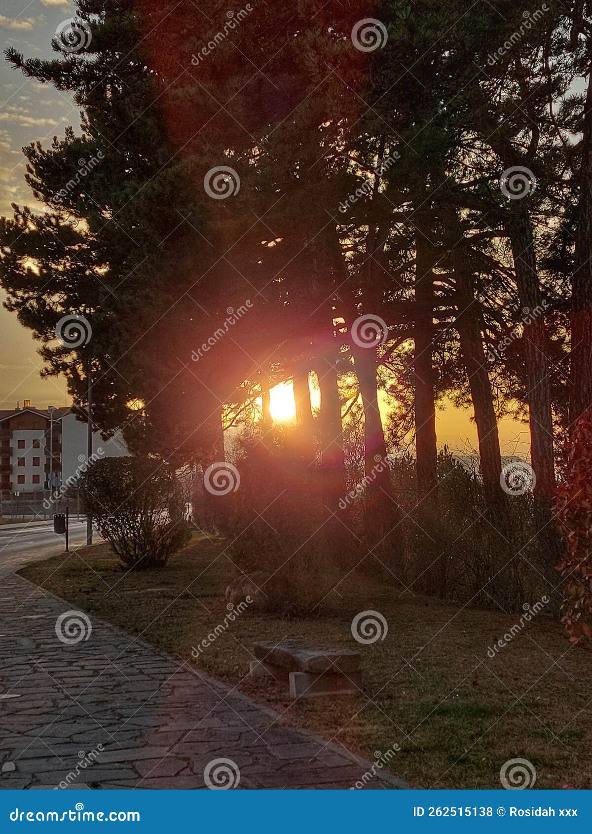sunset behind a shady trees