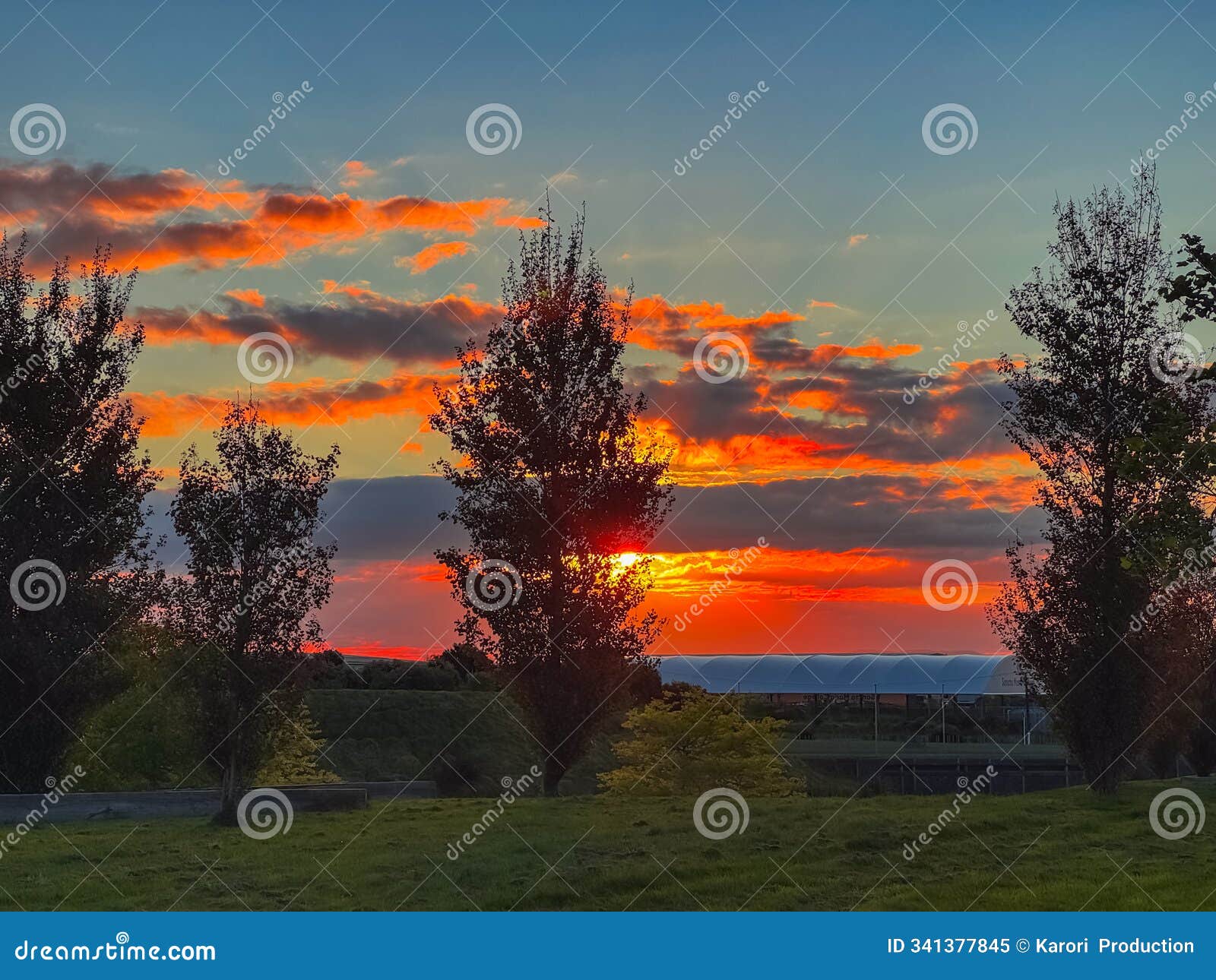 sunset behind the trees in a public park in auckland, new zealand