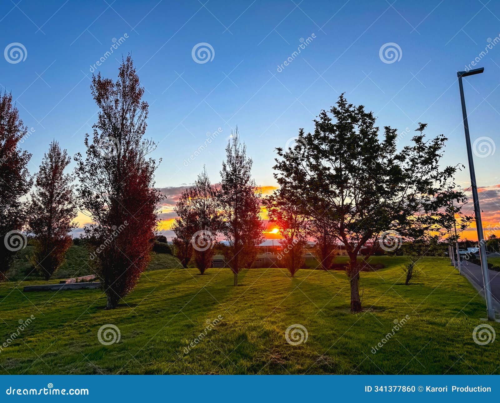 sunset behind the trees in a public park in auckland, new zealand
