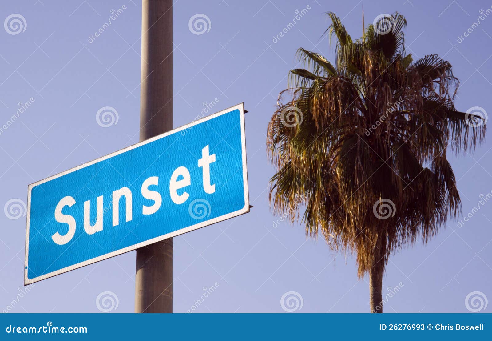 Palm Tree Near Sunset Blvd Hollywood California Stock Image Image of