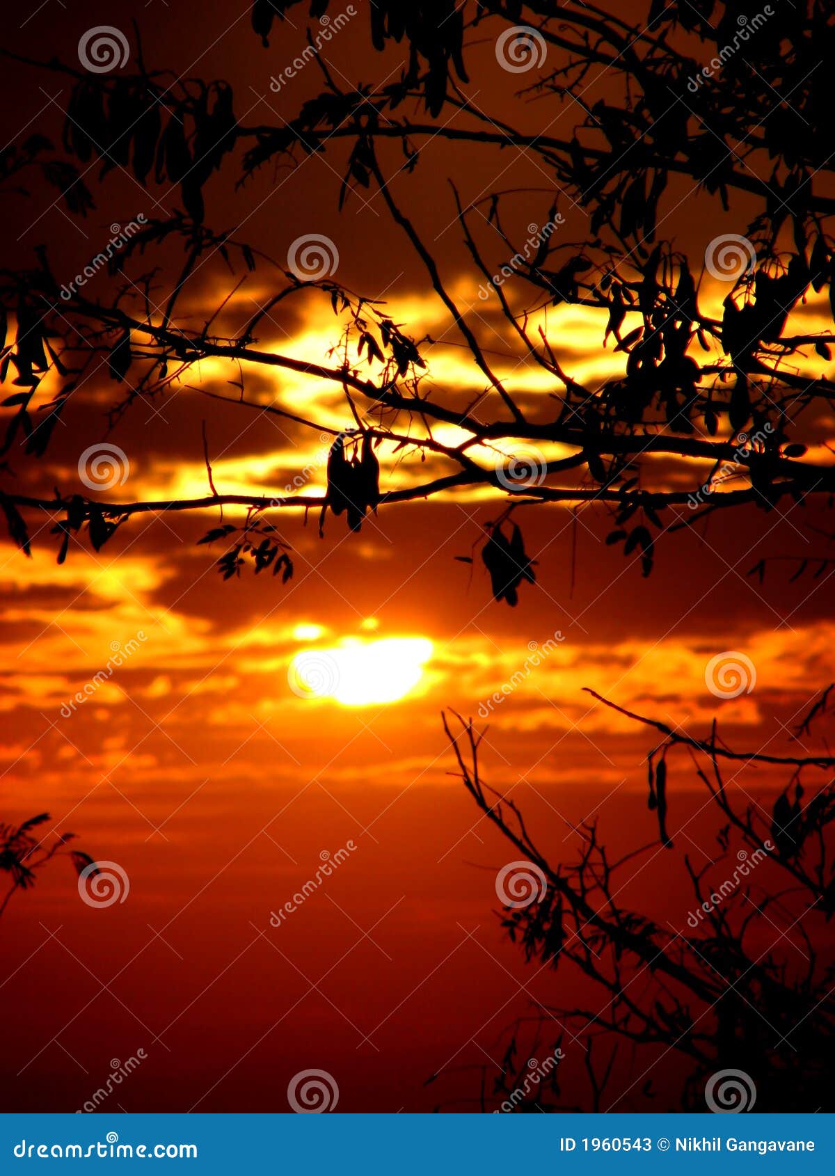 Sunset Branches stock image. Image of energy, artistic - 1960543