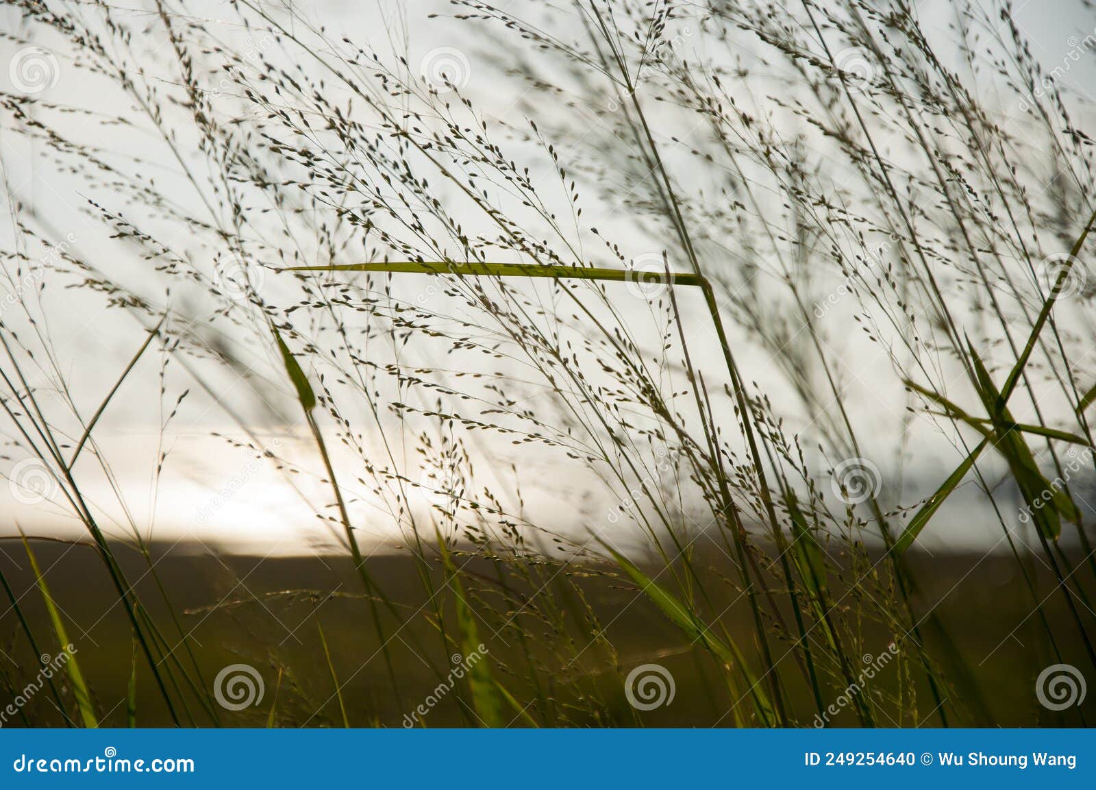 Sunset, Breeze, Reed Grass, Plants, Grass Stock Photo - Image of ...