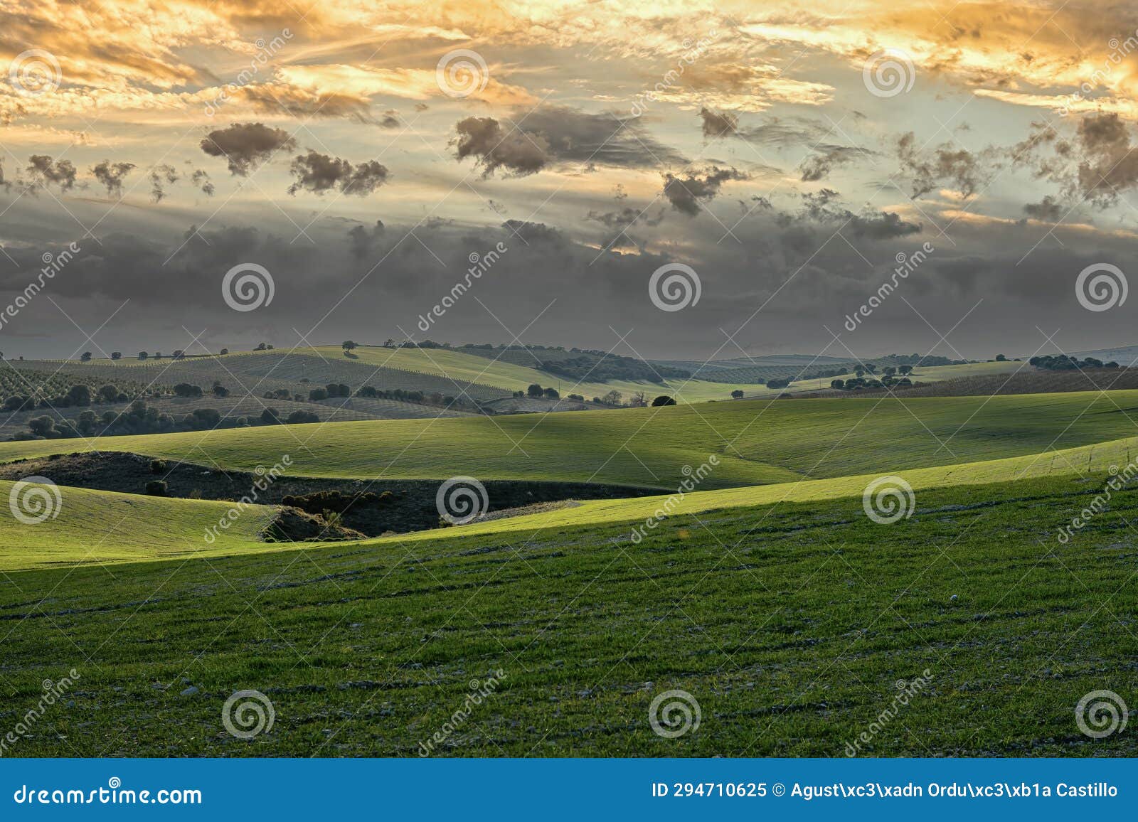 sunset in the cereal fields.