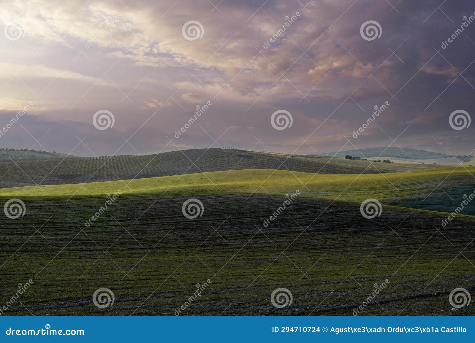 sunset in the cereal fields.