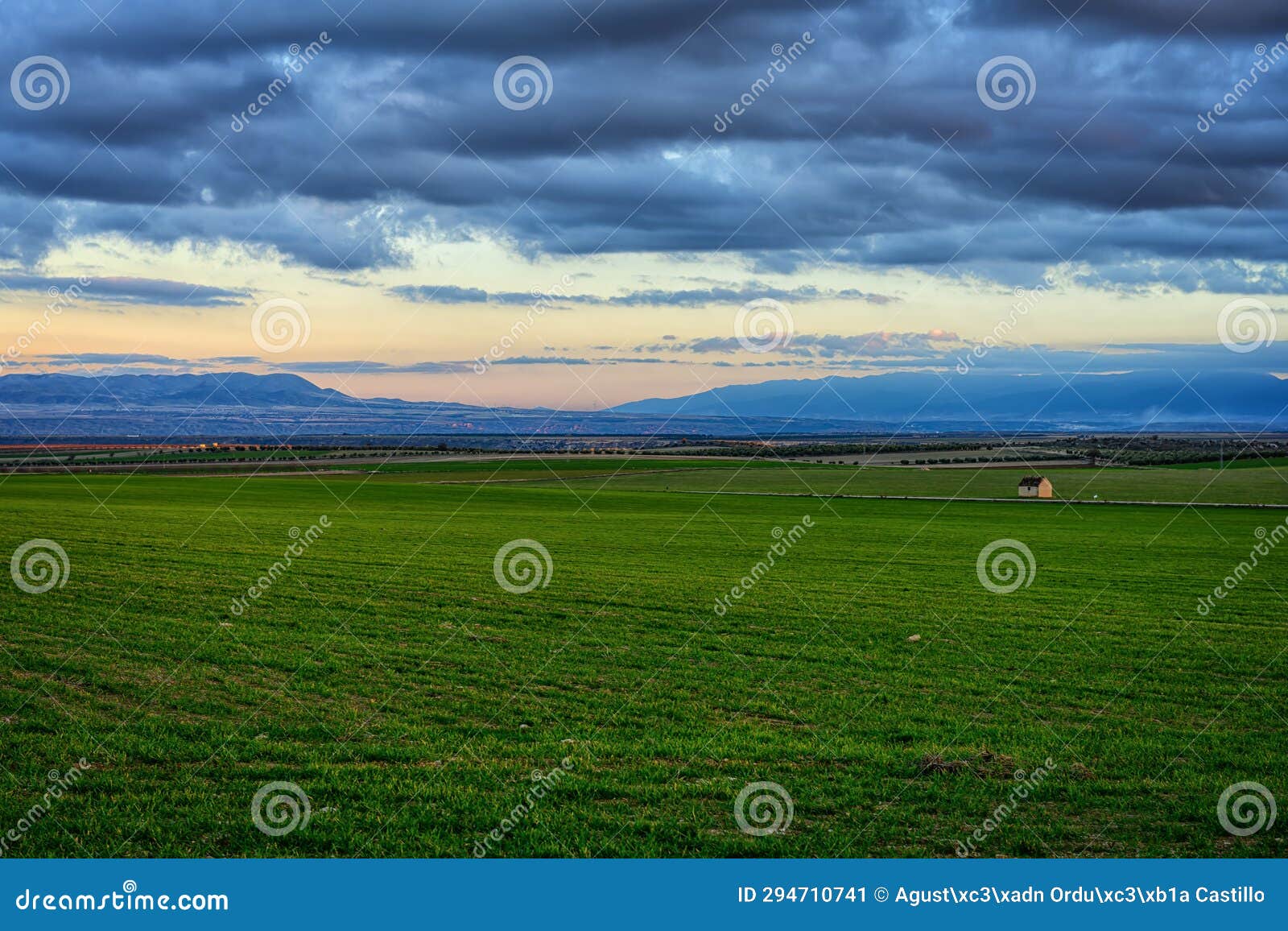 sunset in the cereal fields.