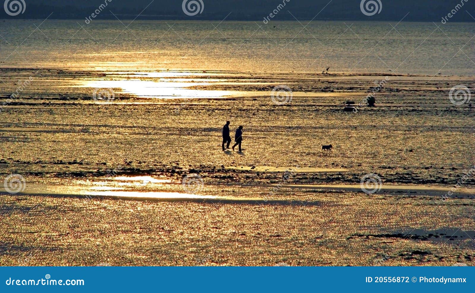 Sunset Dog Walkers at Low Tide Stock Photo Image of puddles, cloud