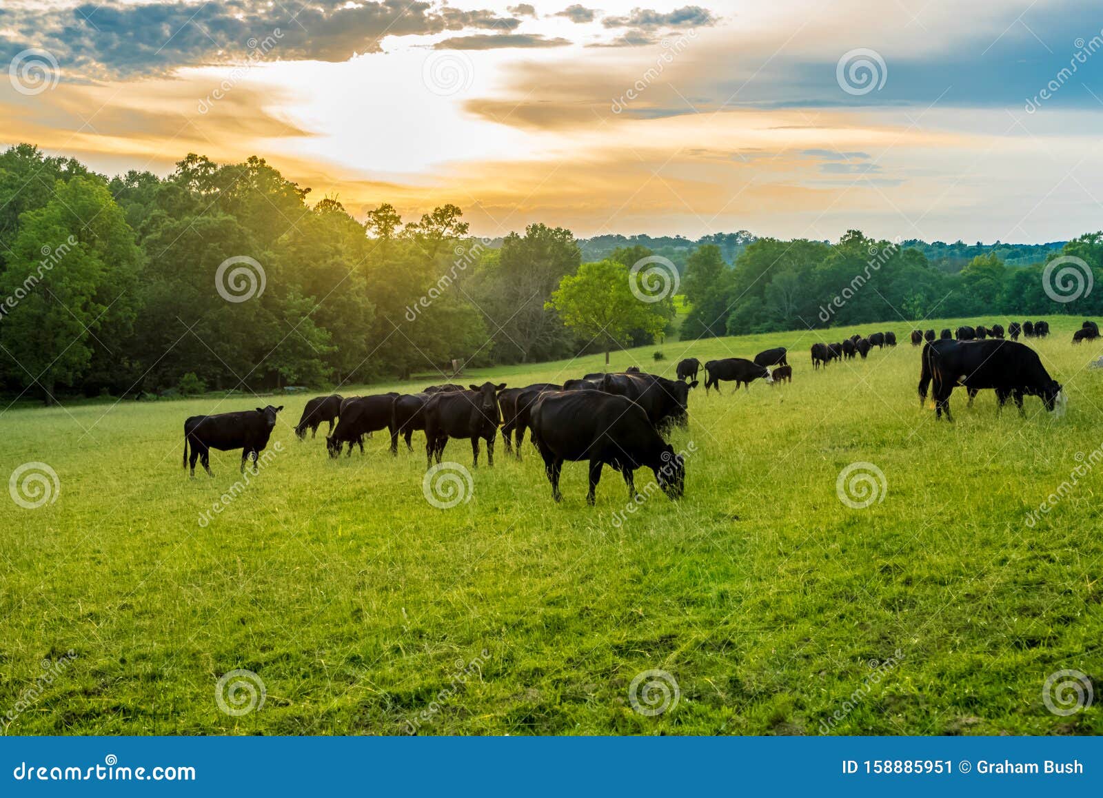 sunset on field of black cows grazing on grass