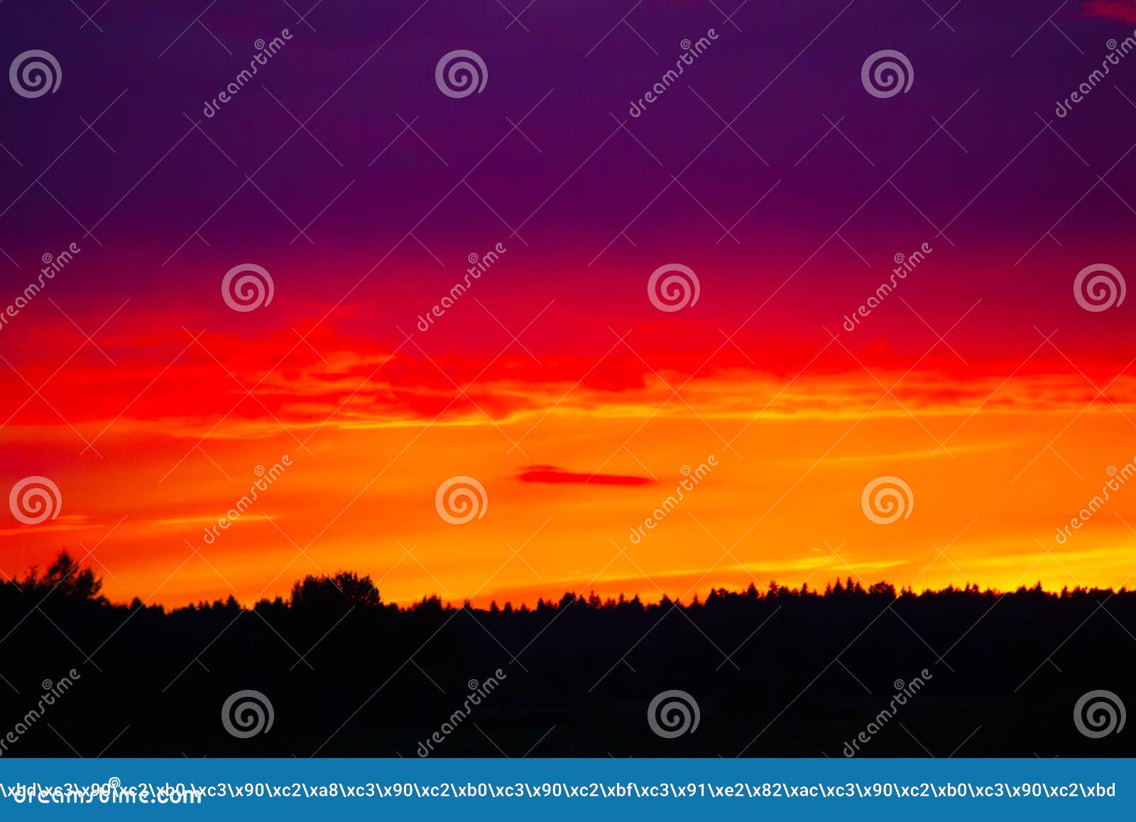 Sunset in the Field during the Rain . Summer Landscape. a Pink Sunset ...