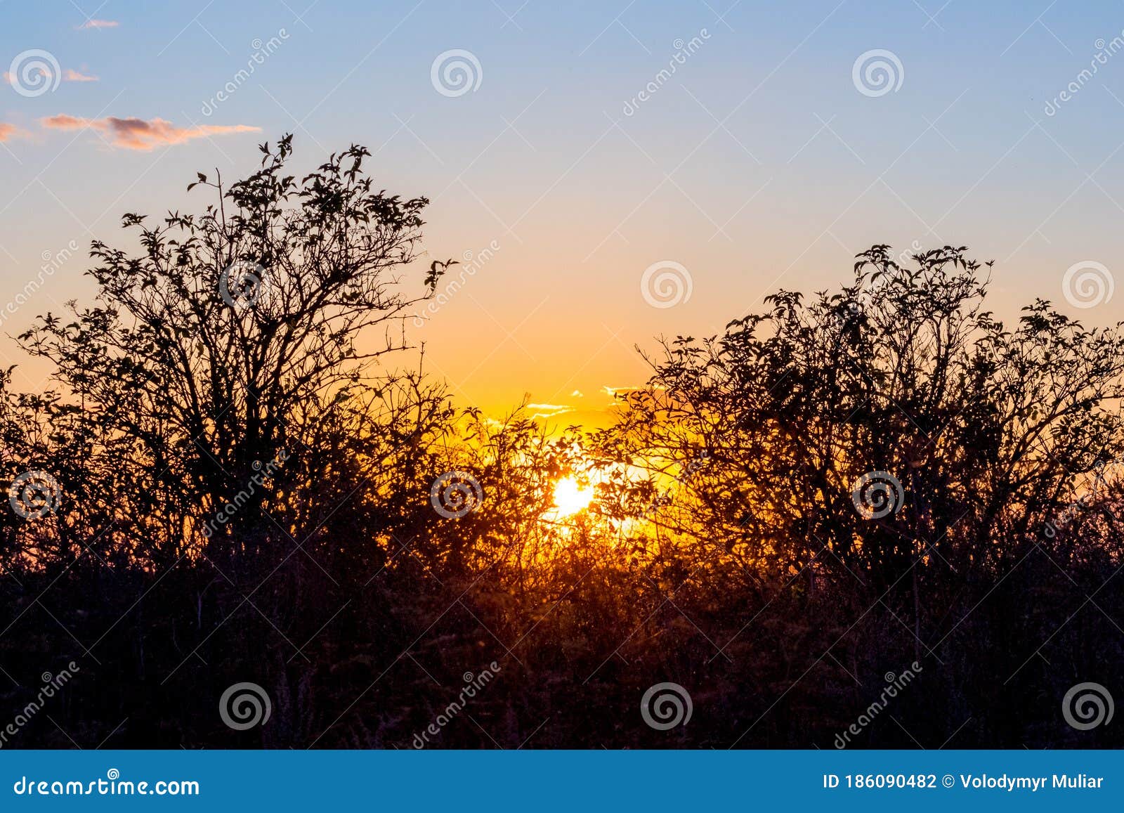 Sunset in the Field. Silhouettes of Trees on Sky Background during