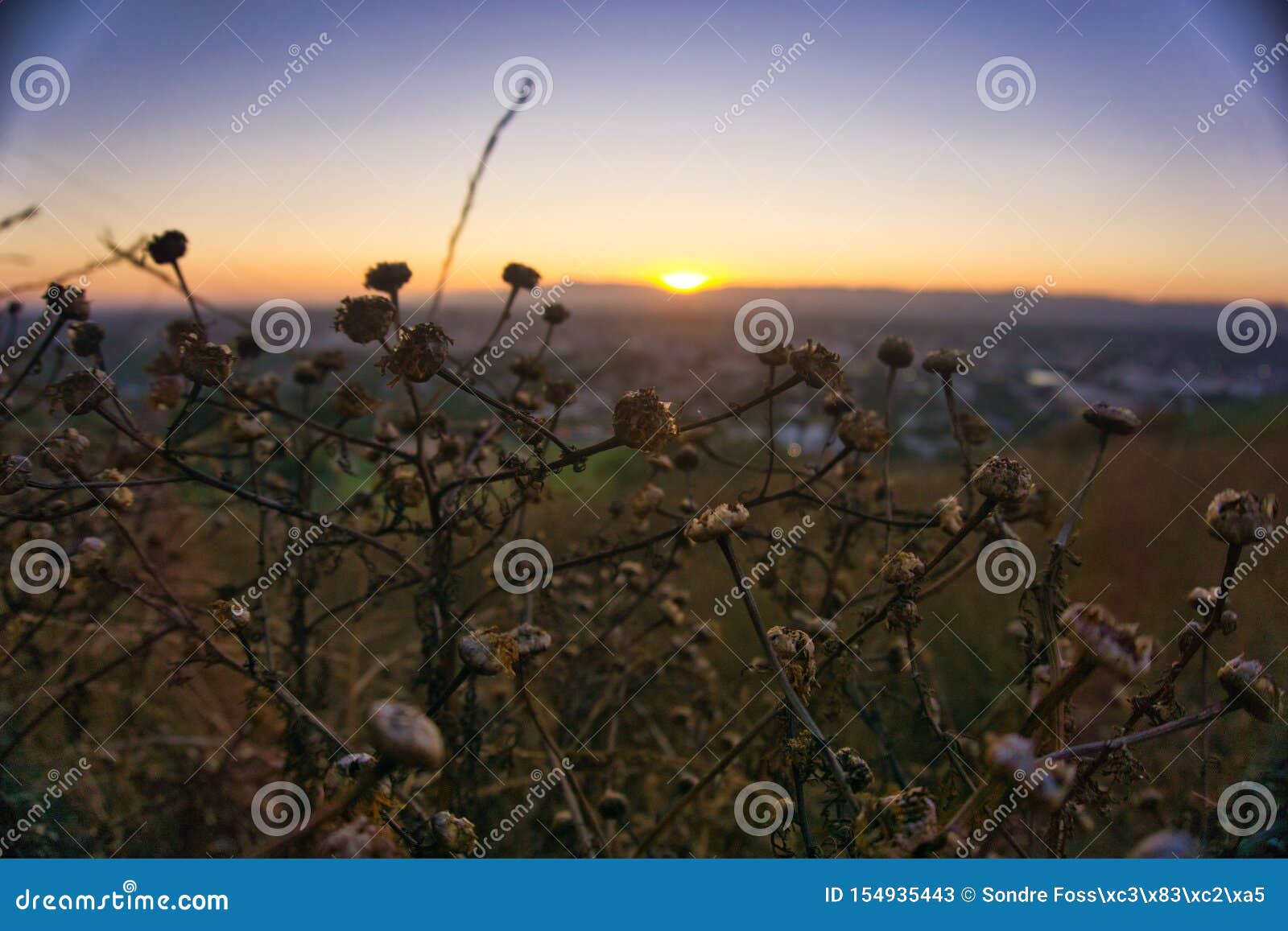 beatiful sunset flowers la