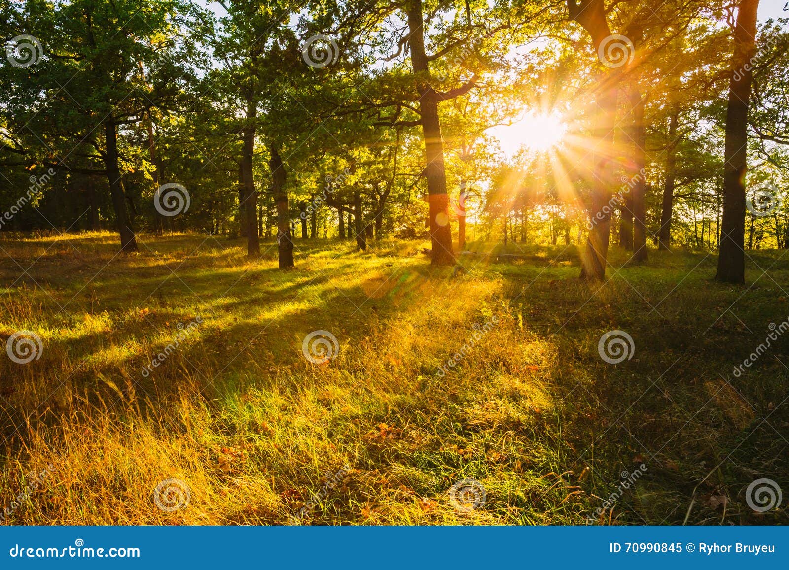 558,477 Natural Sunshine Stock Photos - Free & Royalty-Free Stock Photos  from Dreamstime