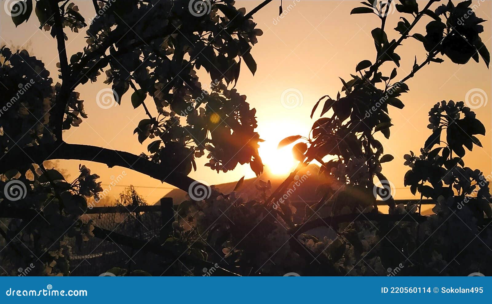 Sunset in the Garden. Fruit Trees in the Evening in the Garden Stock