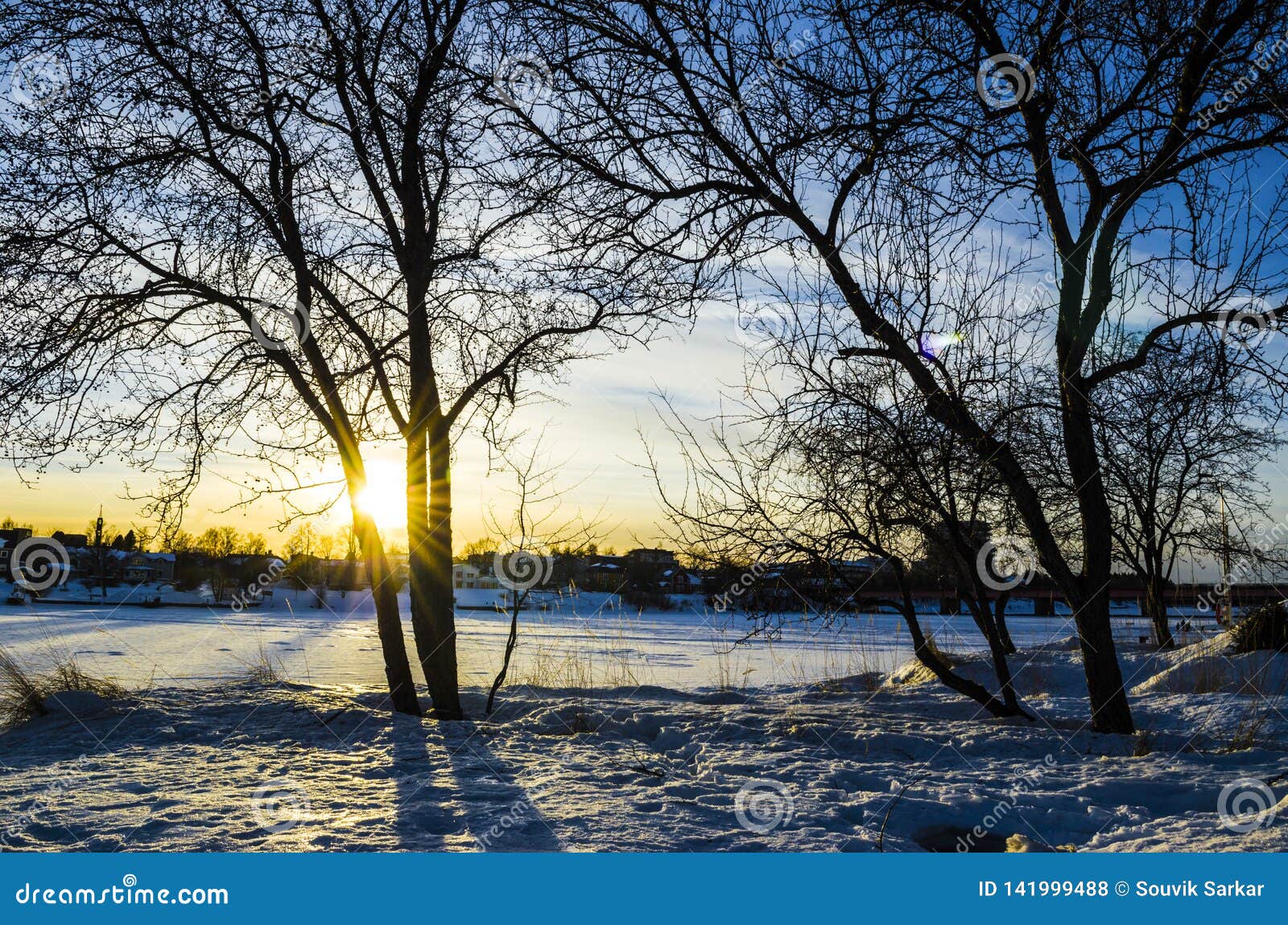 Sunset Golden Hour Light through the Tree Branches Stock Photo - Image