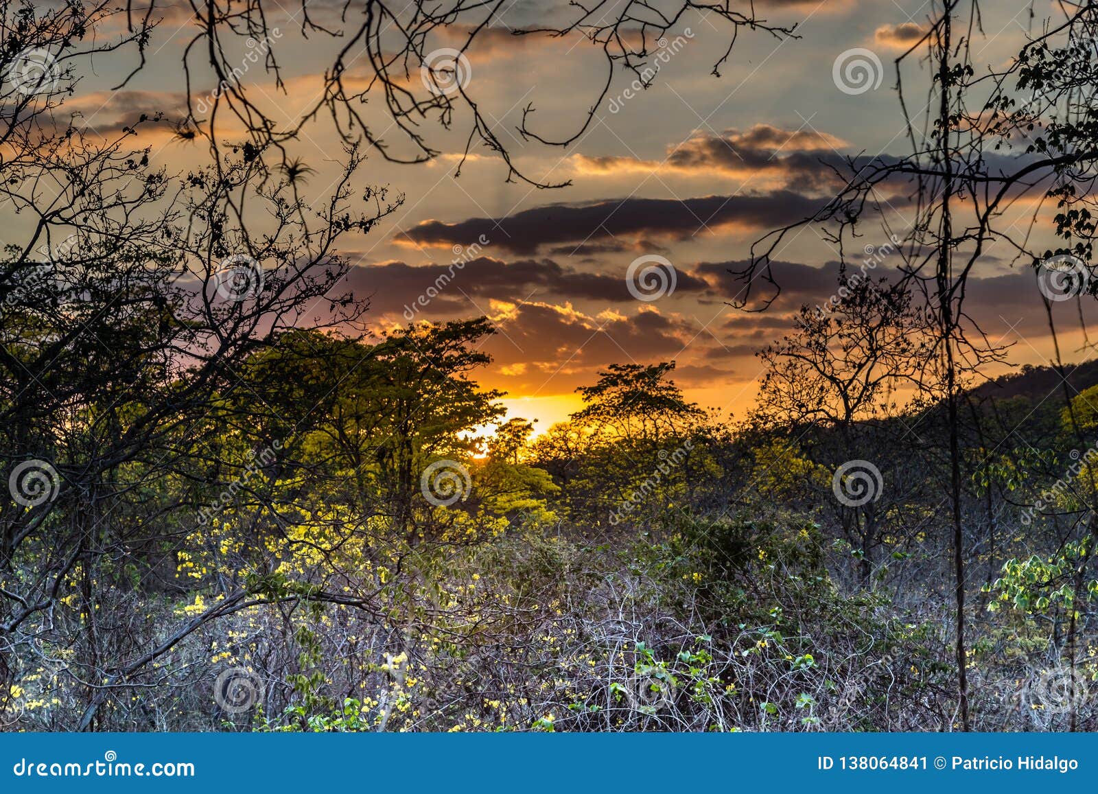 sunset in the guayacanes forest