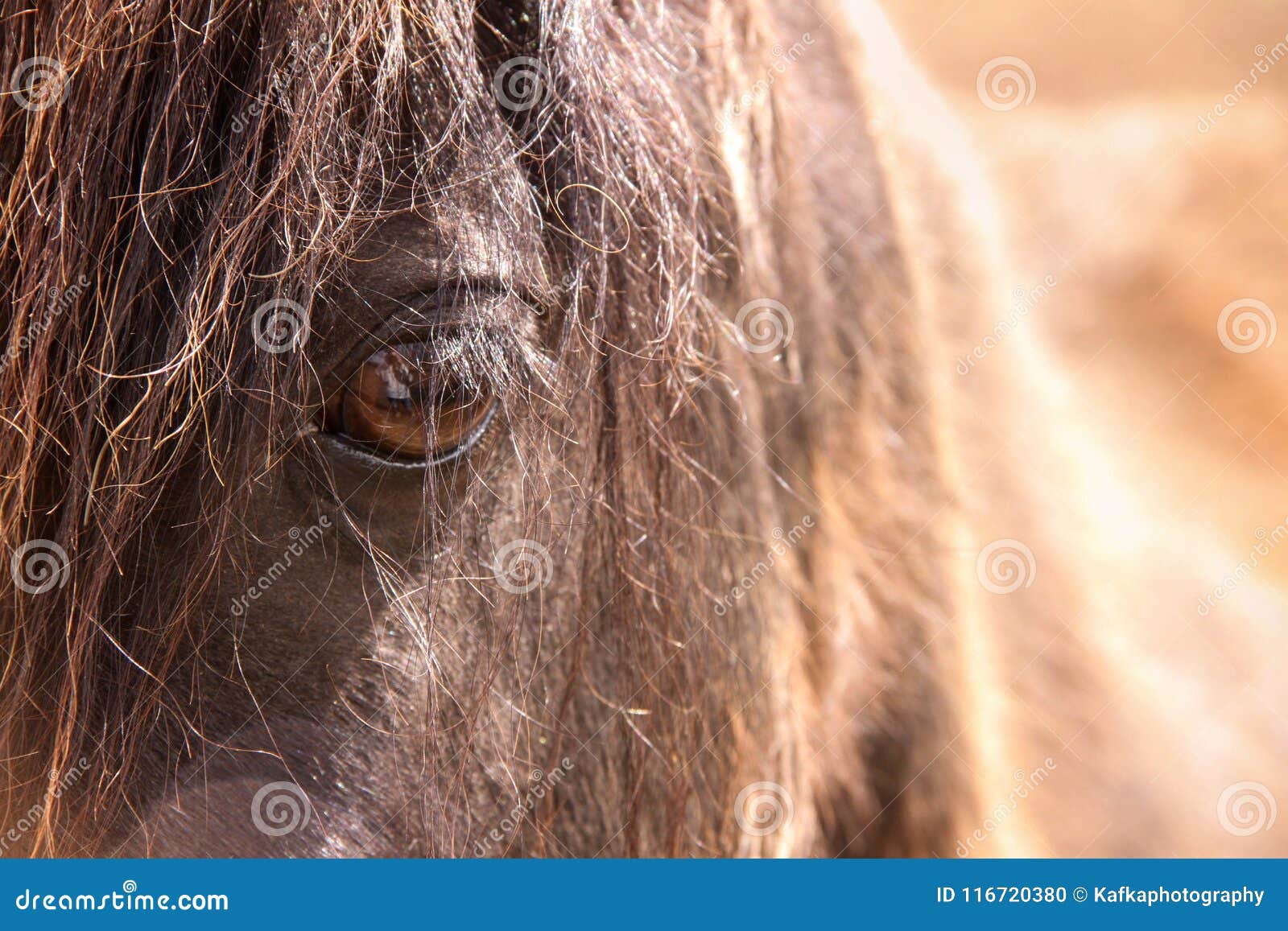 Sunset through a Horse`s Eye View Stock Photo Image of beautiful, outdoor 116720380
