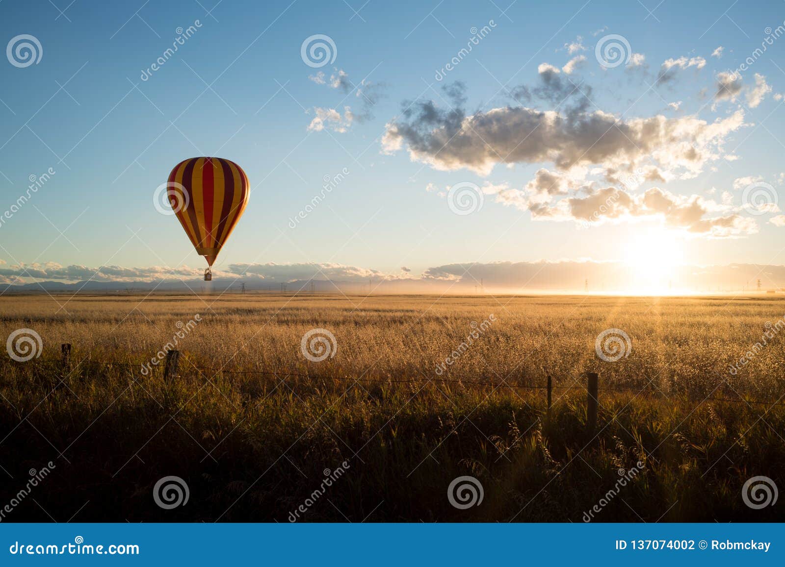sunset and a hot air balloon lands in canola in alberta prairies