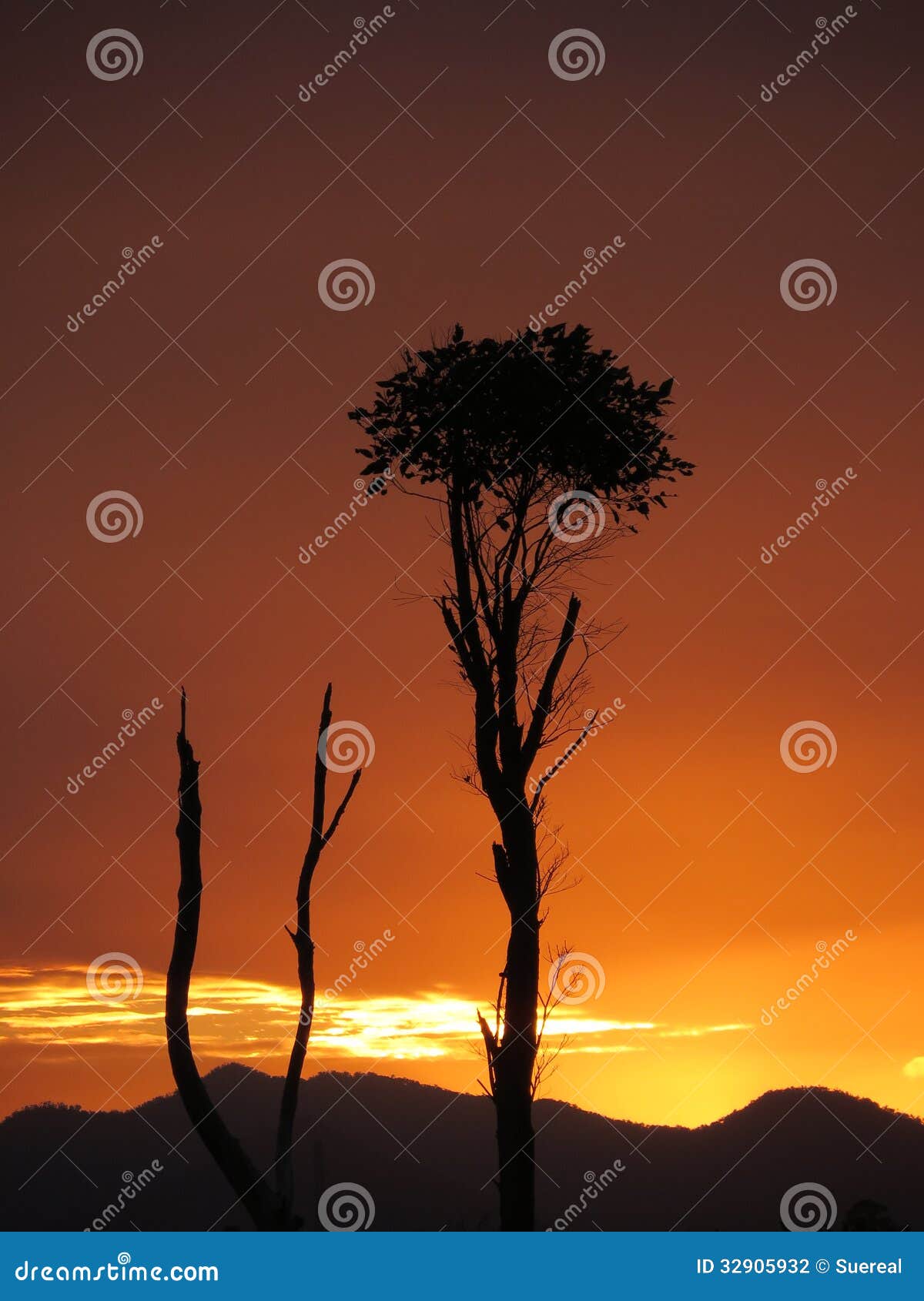 Sunset at Innisfail stock photo. Image of cane, queensland 32905932