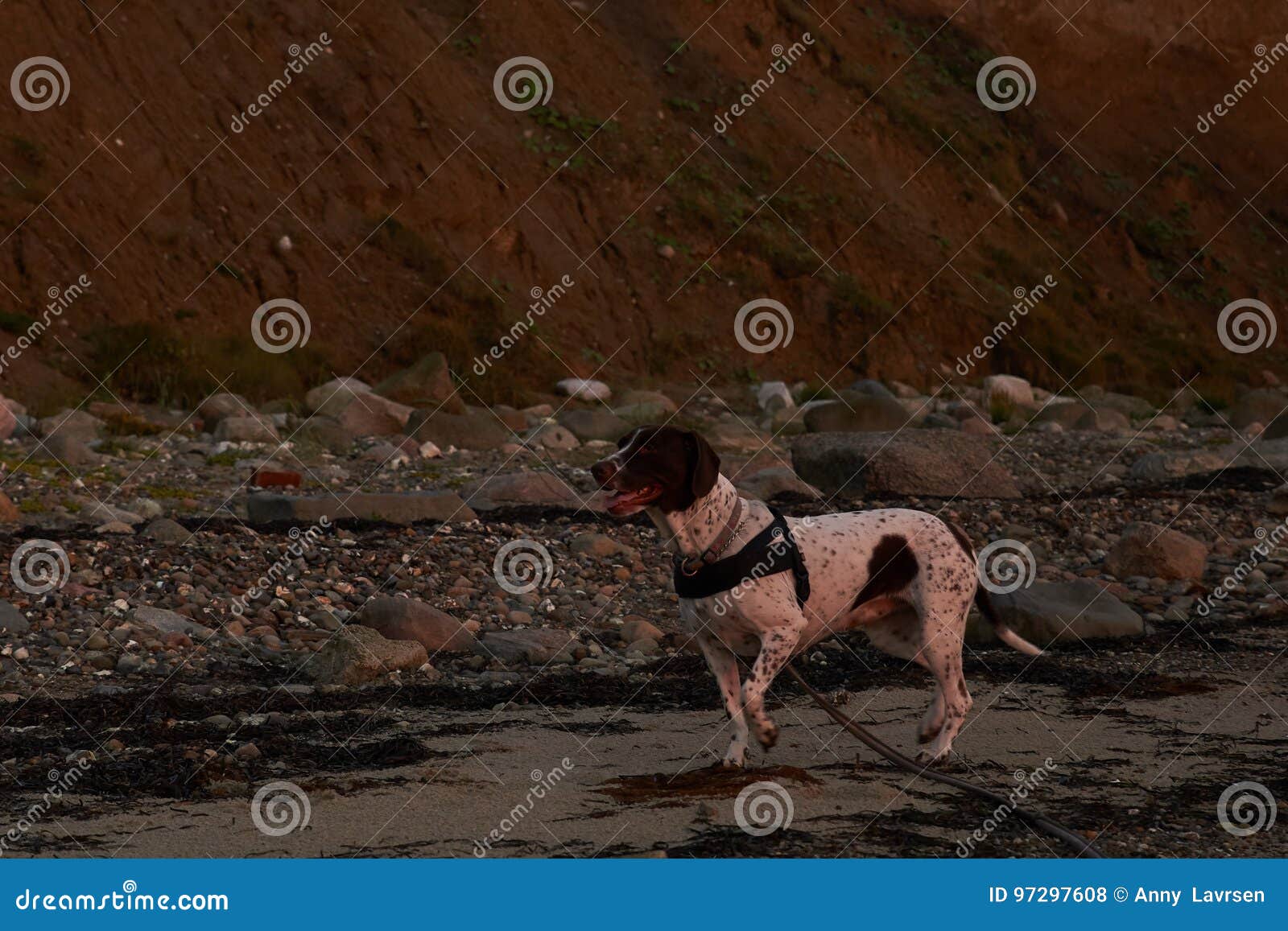 Old Danish Pointer Dog In Af Leash In Forest With Fallen Leaves In The