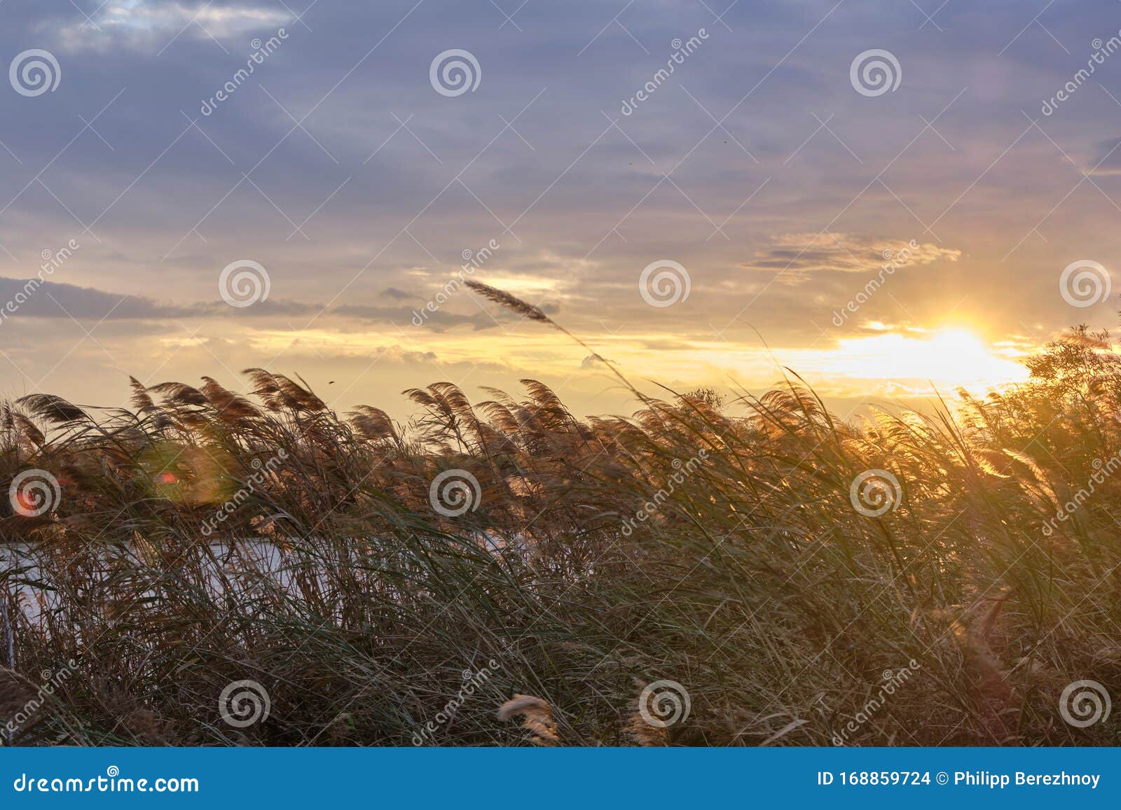 Sunset Landscape at Reed Grown River Bank Stock Photo - Image of bank ...