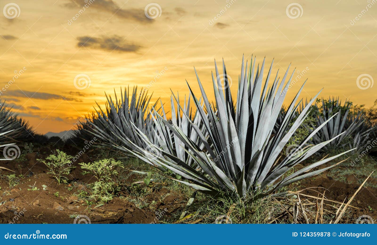 tequila agave lanscape sunset