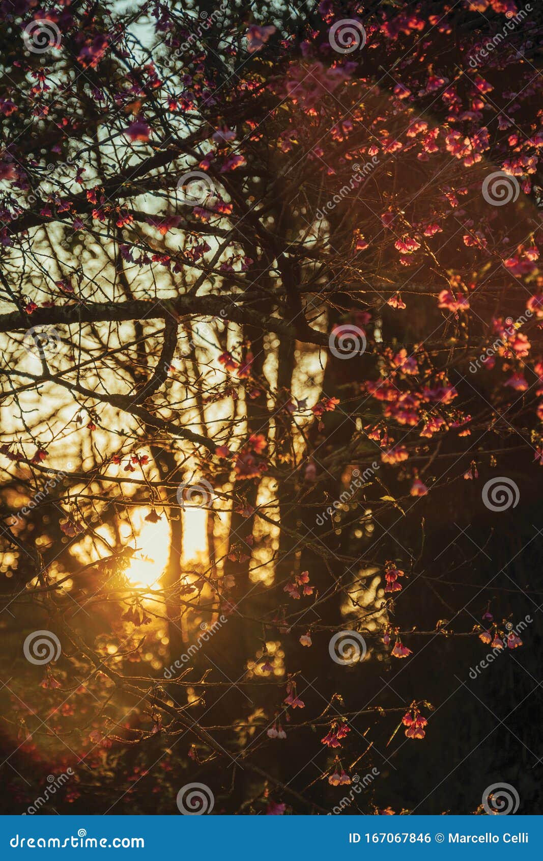 sunset light rays and tree branches with flowers