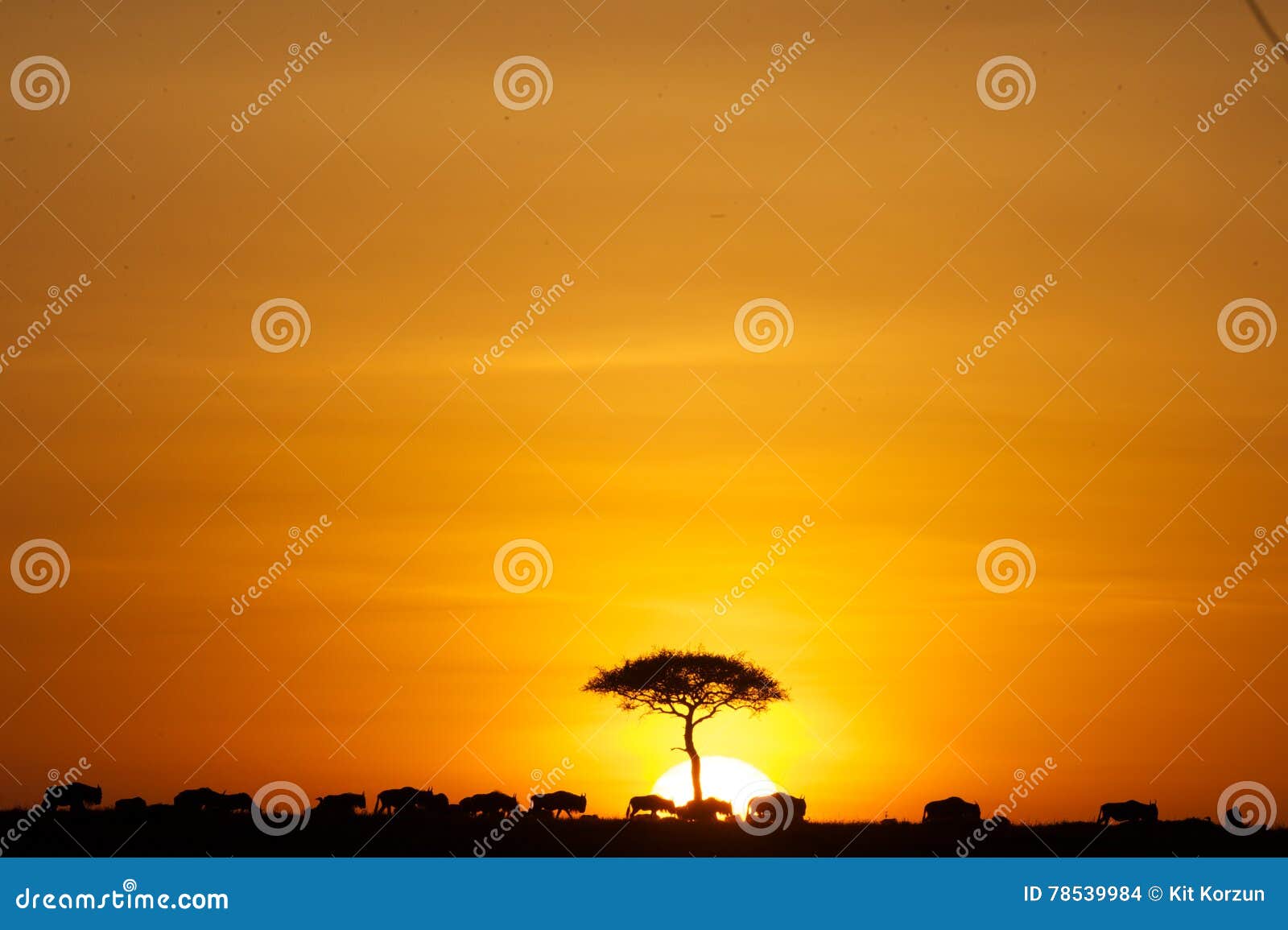 Sunset From Lion King Stock Photo Image Of Zebra Africa