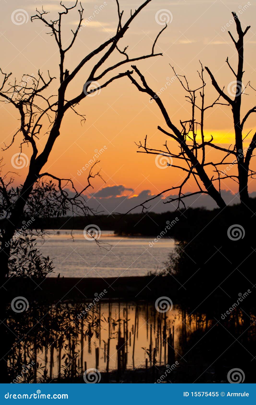 sunset at mangrove preservation area