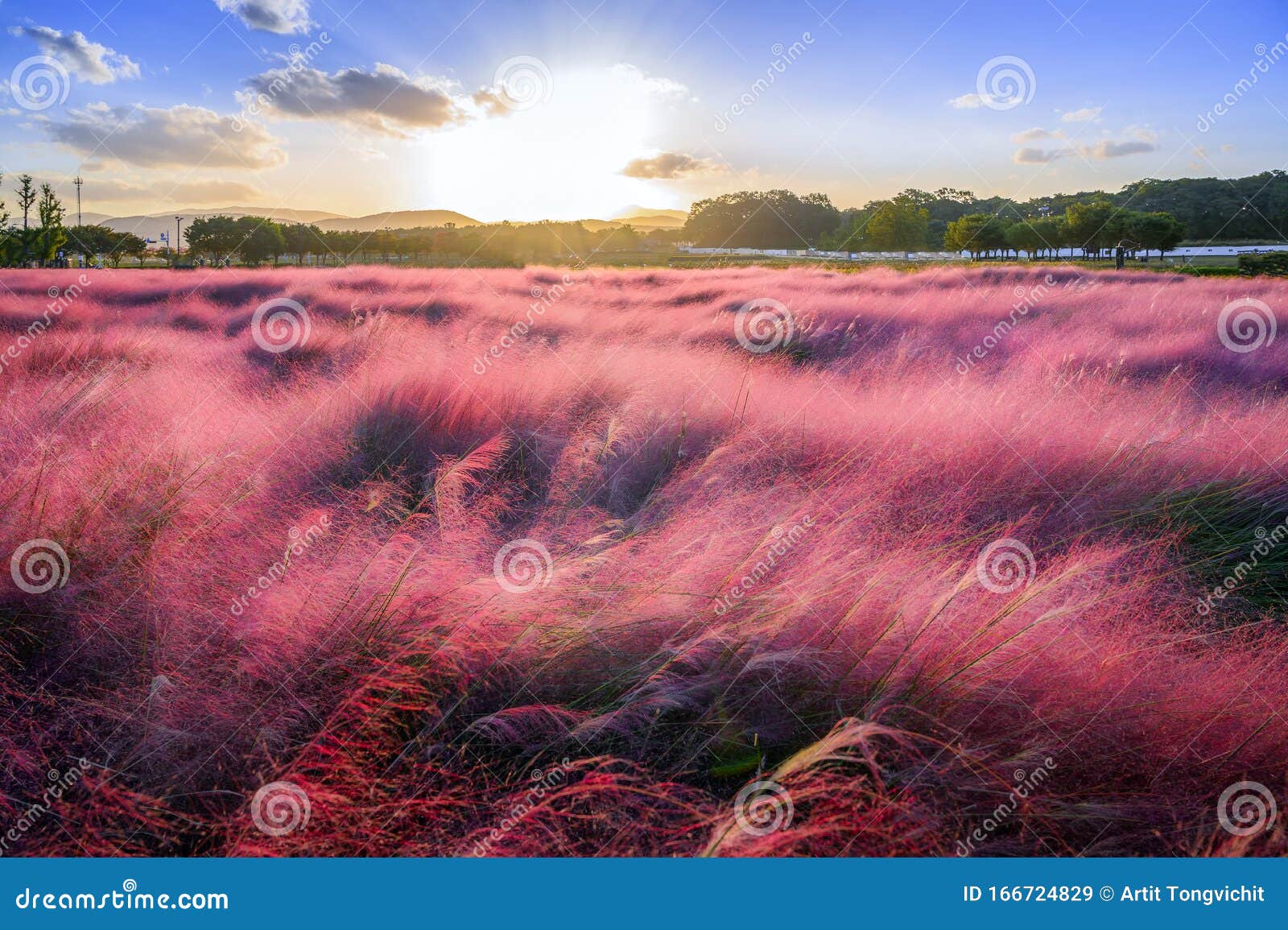 the sunset of muhlenbergia capillaris pink muhly grass gyeongju, south korea