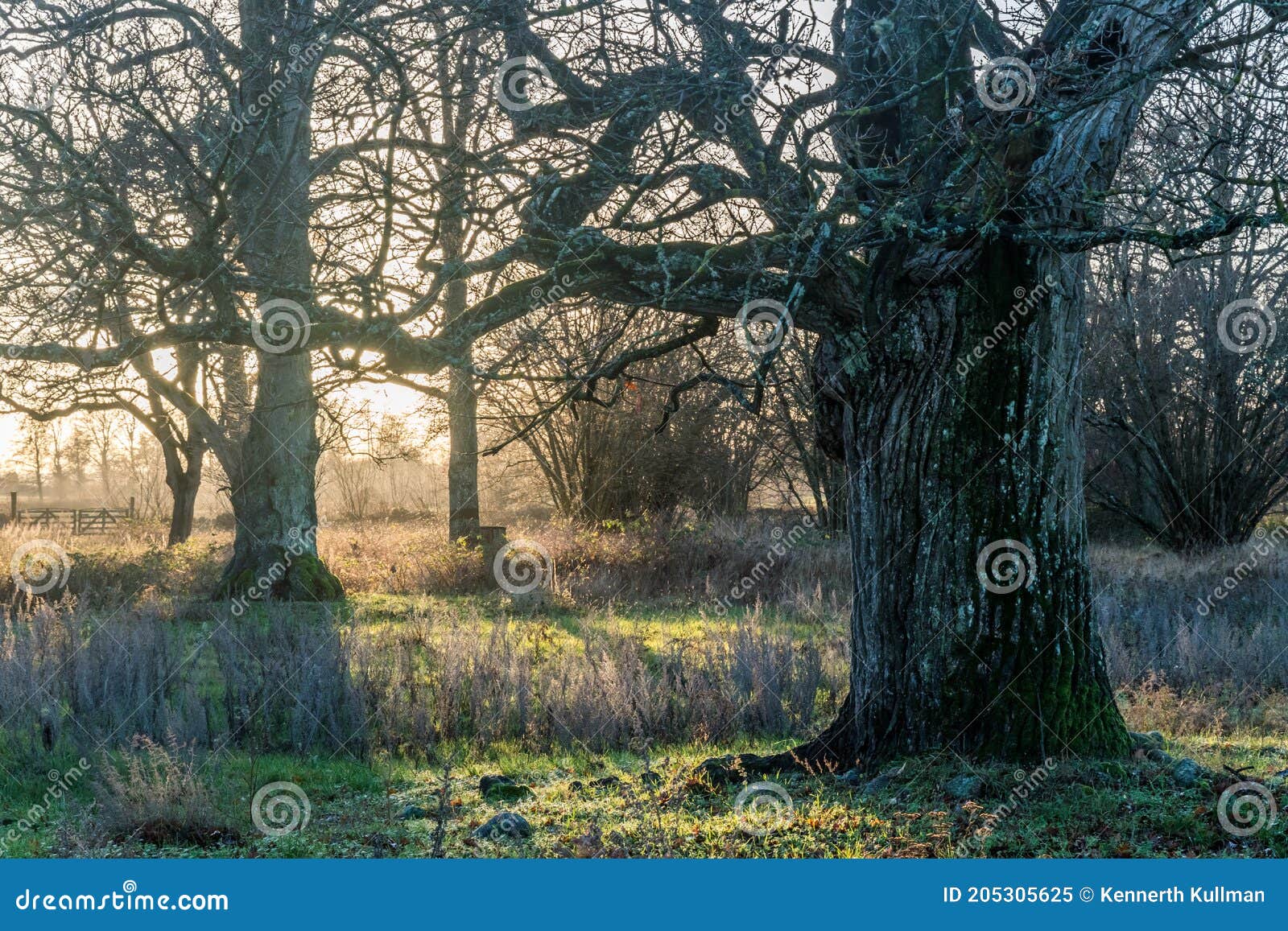 sunset in a nature reserve with big oak trees