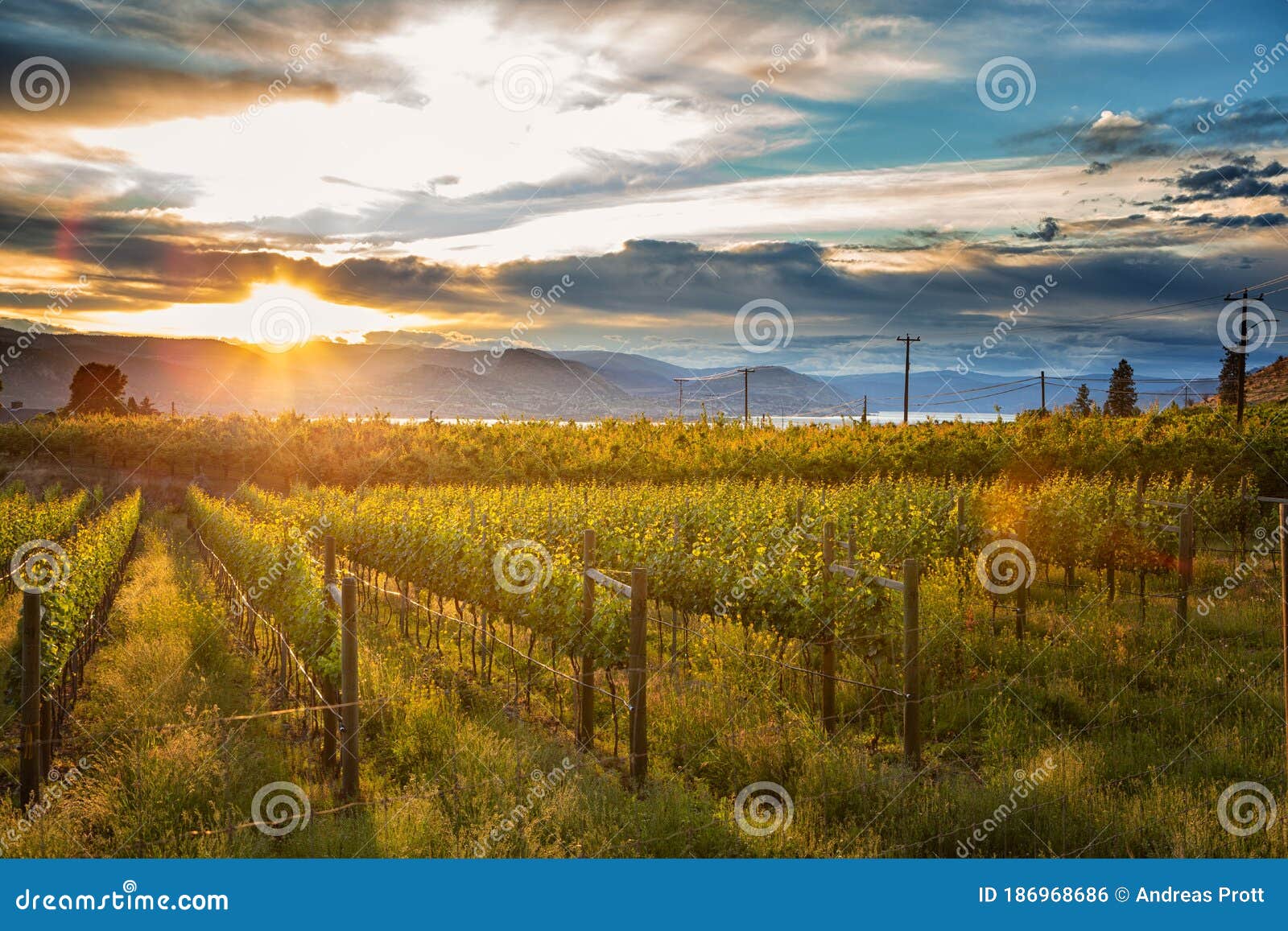 sunset at okanagan lake near penticton with a vineyard in the foreground, british columbia, canada