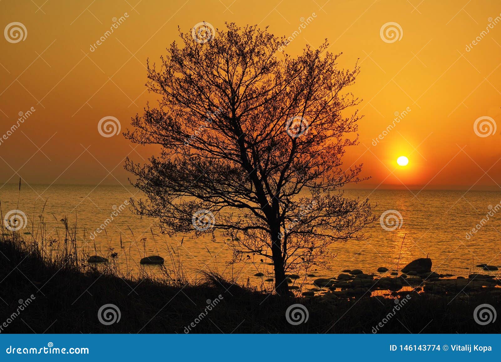 Sun and Sunset Orange Sky Over Trees Stock Photo - Image of object ...