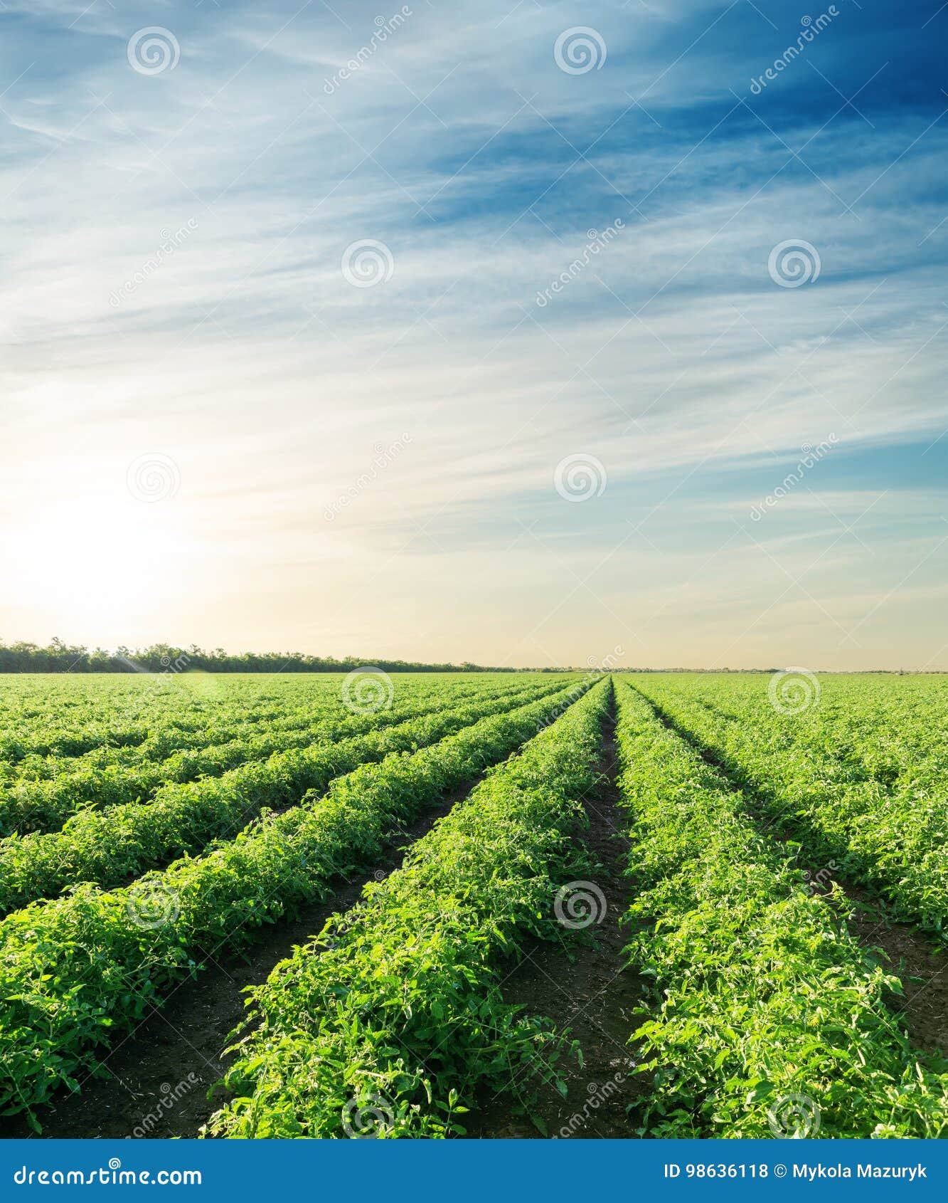 Sunset Over Agriculture Field with Tomatoes Stock Photo Image of