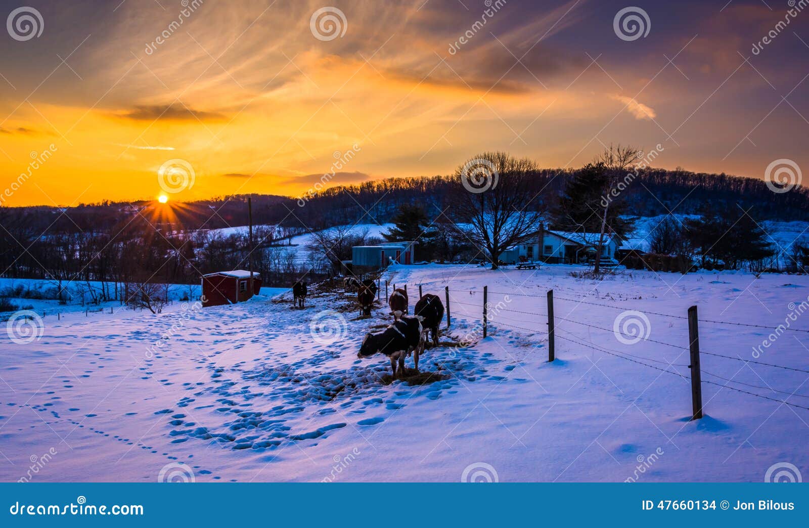 sunset over cows in a snow-covered farm field in carroll county