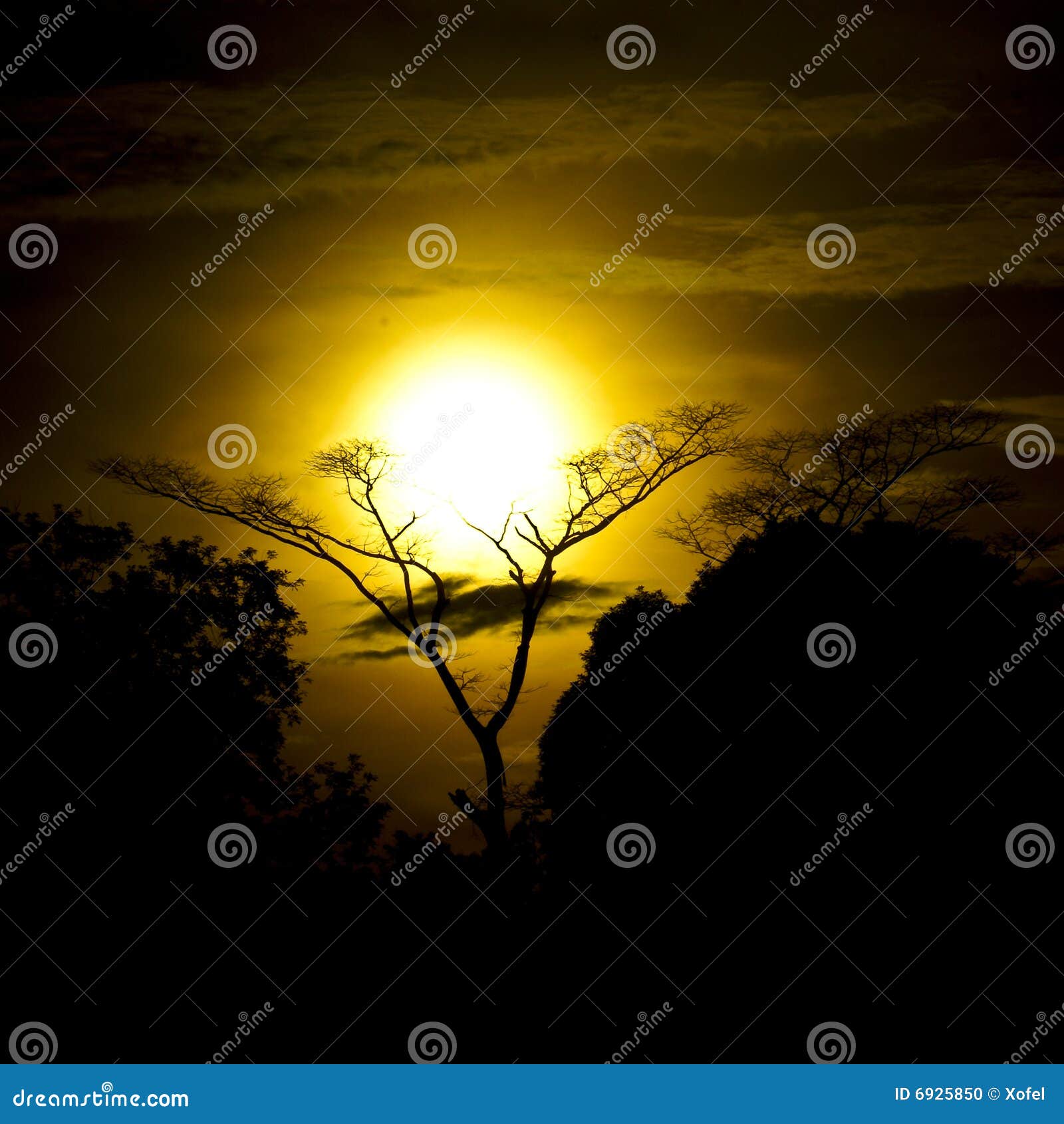 Sunset Over Forest Clearing Stock Photo Image of rainforest