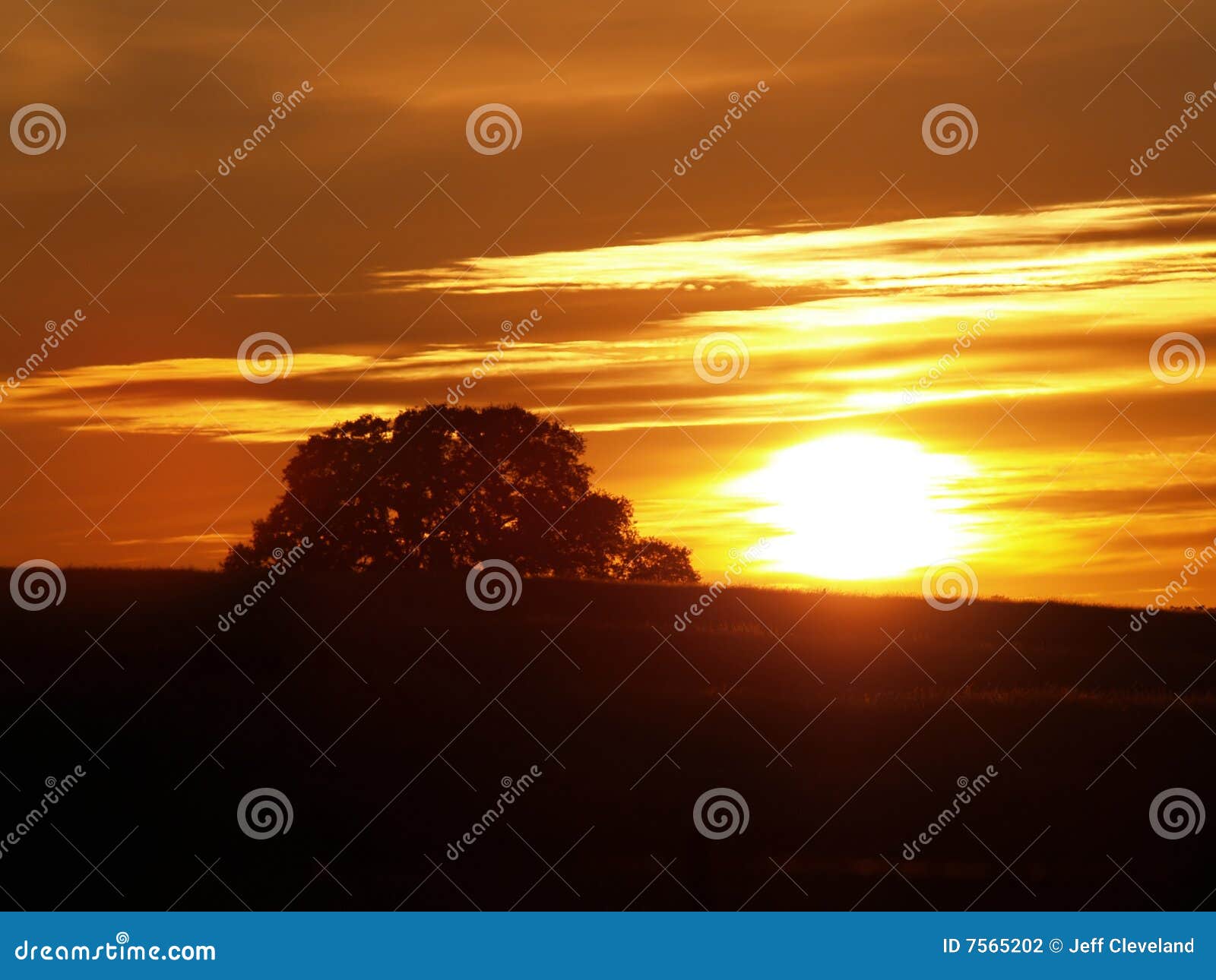 Sunset over hill with canopy of oak tree. Sunset next to oak tree on hill with cloudy sky