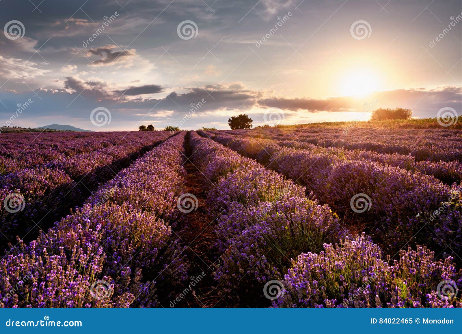 Sunset over lavender field stock image. Image of growth - 84022465