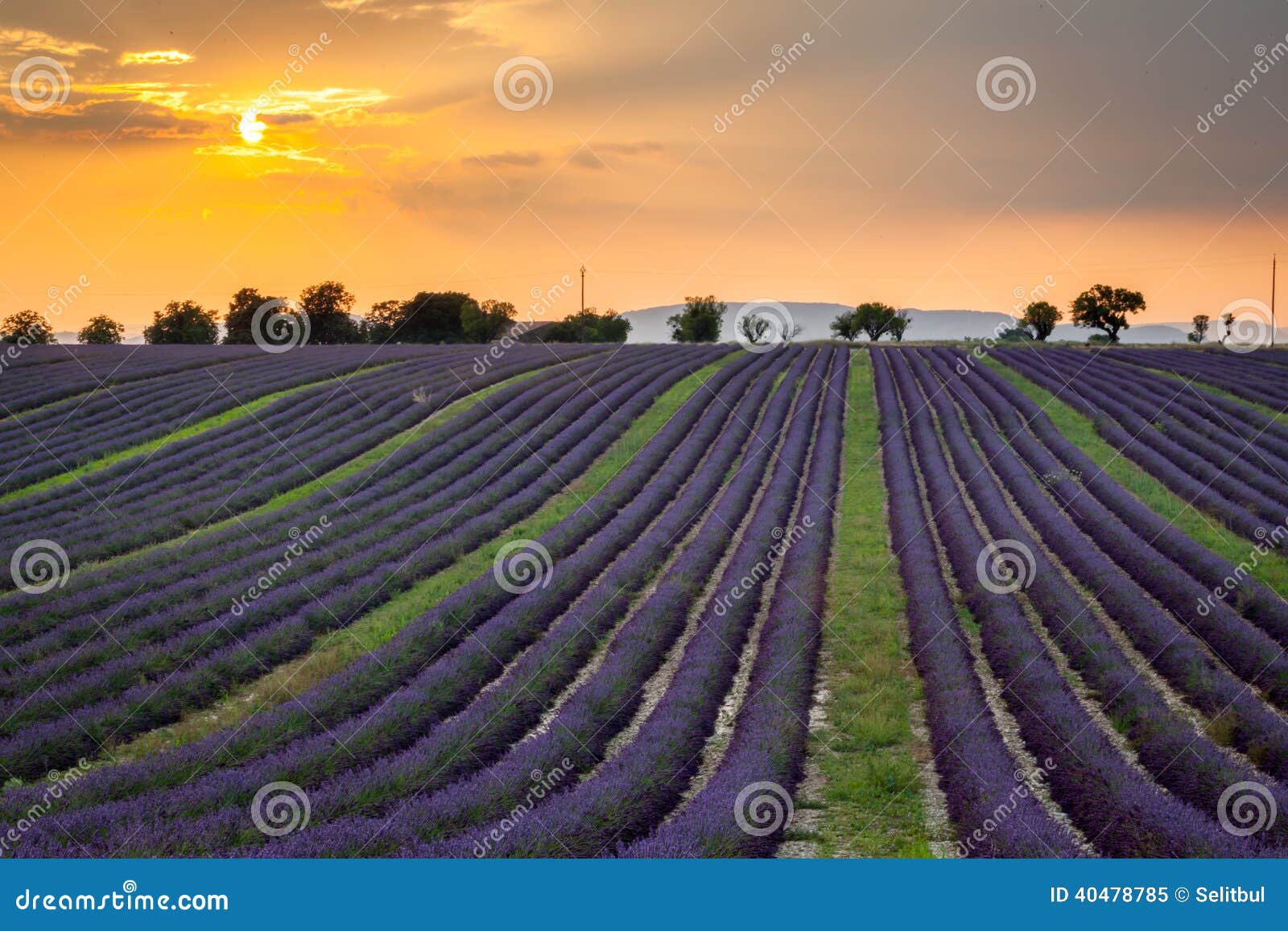 sunset over rows of lavender near valensole, provence, france