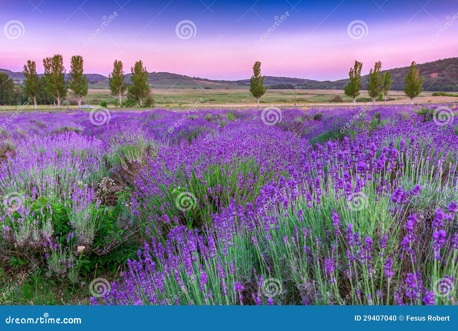 Sunset Over A Summer Lavender Field In Tihany, Hungary Stock Photo ...