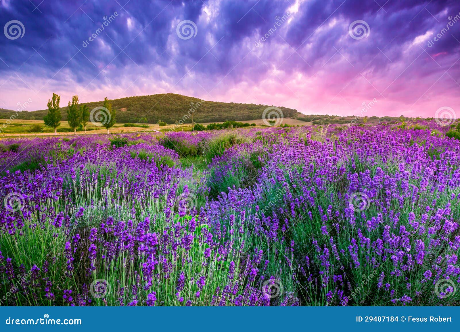 sunset over a summer lavender field in tihany, hungary
