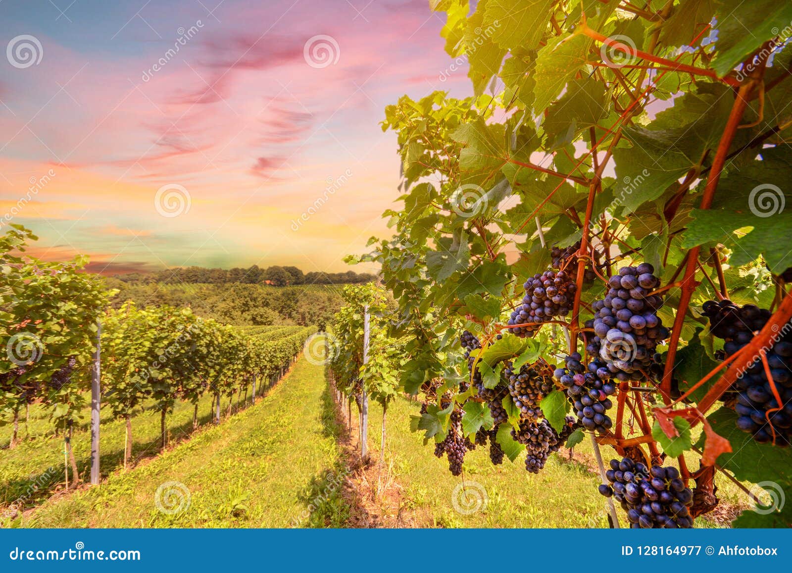 Sunset Over Vineyards With Red Wine Grapes In Late Summer Stock Image