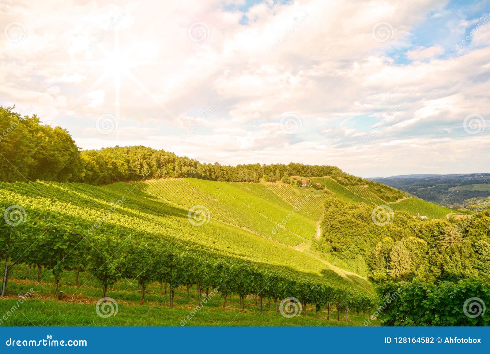 Sunset Over Vineyards With Red Wine Grapes In Late Summer Stock Photo