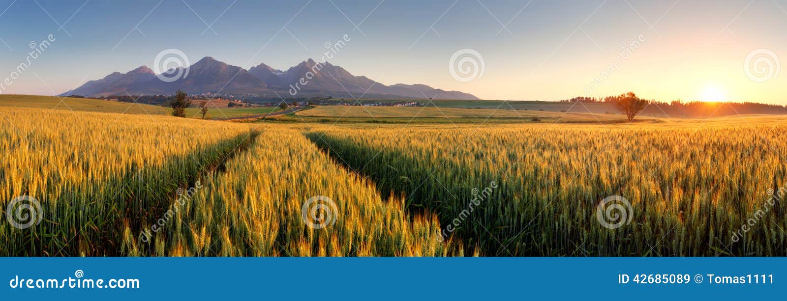 sunset over wheat field with path in slovakia tatra mountain