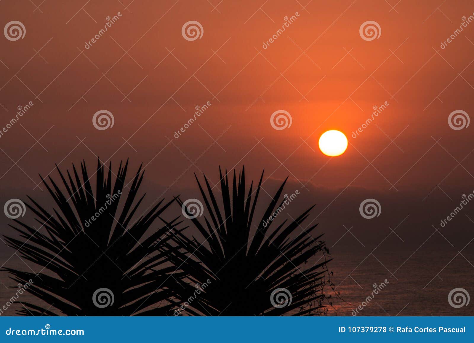 Sunset Between Palm Trees Palm Silhouettes Stock Photo Image Of