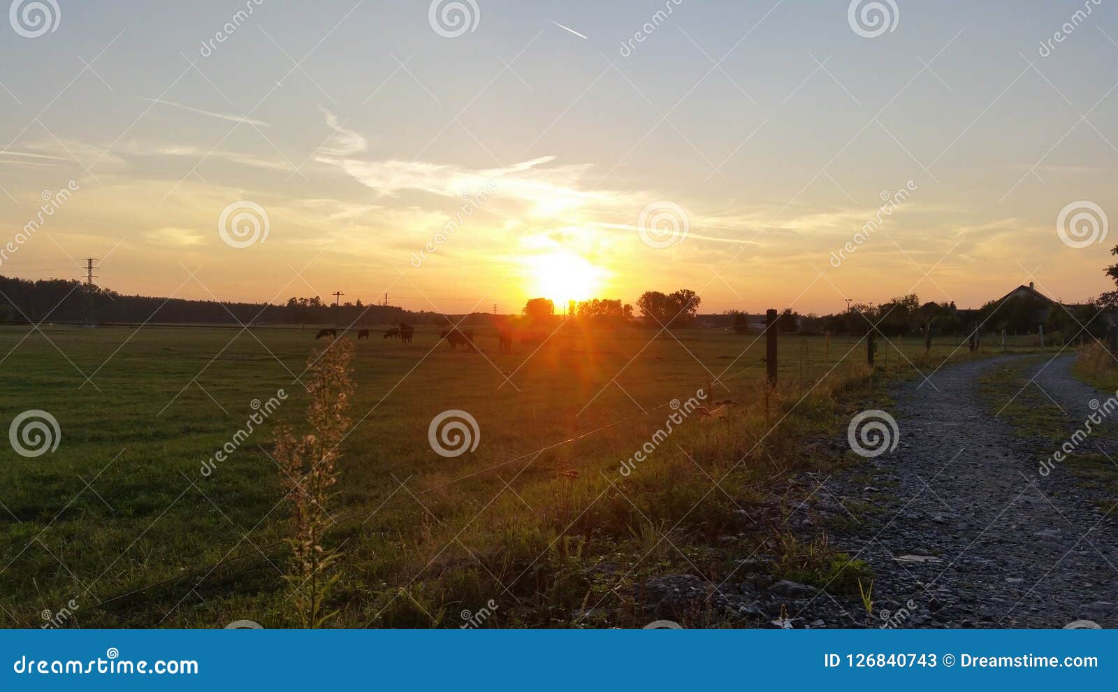 sunset on the pasture