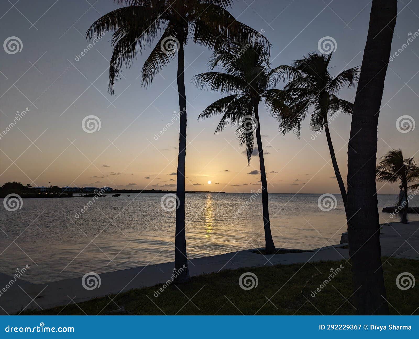 Sunset Reflection Between Palm Trees Stock Image Image Of Sunlight Sunset Reflection Between Palm Trees Stock Image Image Of Sunlight