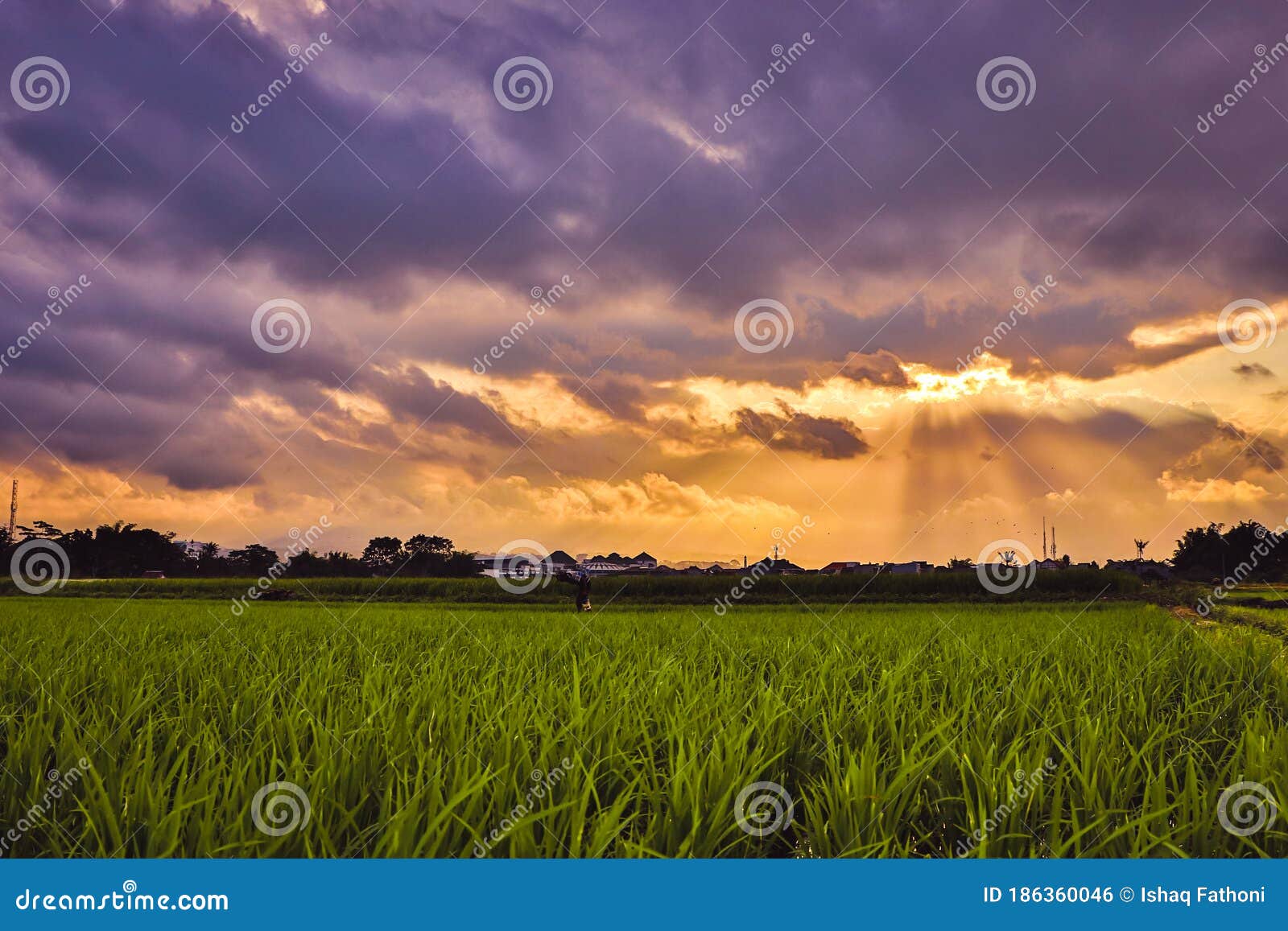 Sunset At The Rice Field Stock Photo Image Of Rice 186360046