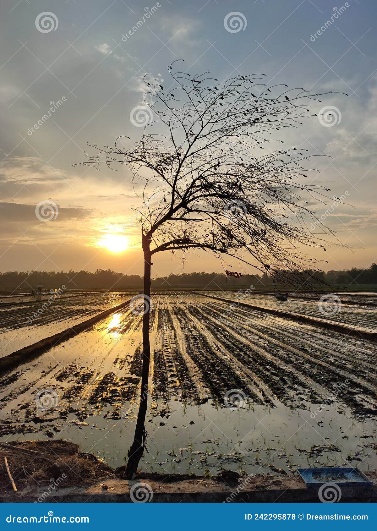 sunset rice view tree jingga
