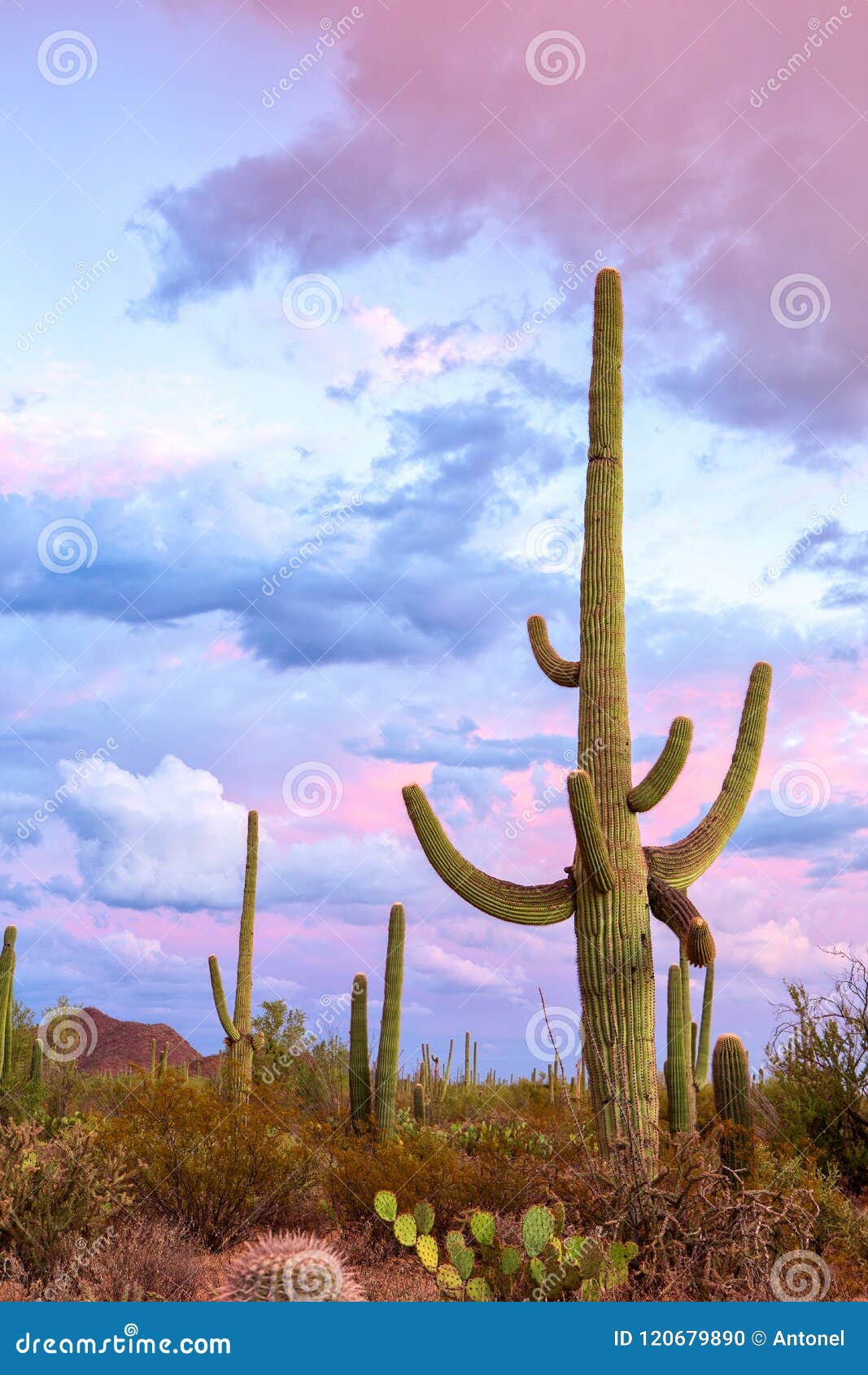 sunset in the saguaro national park, near tucson, southeastern arizona, united states. big saguaro cactus