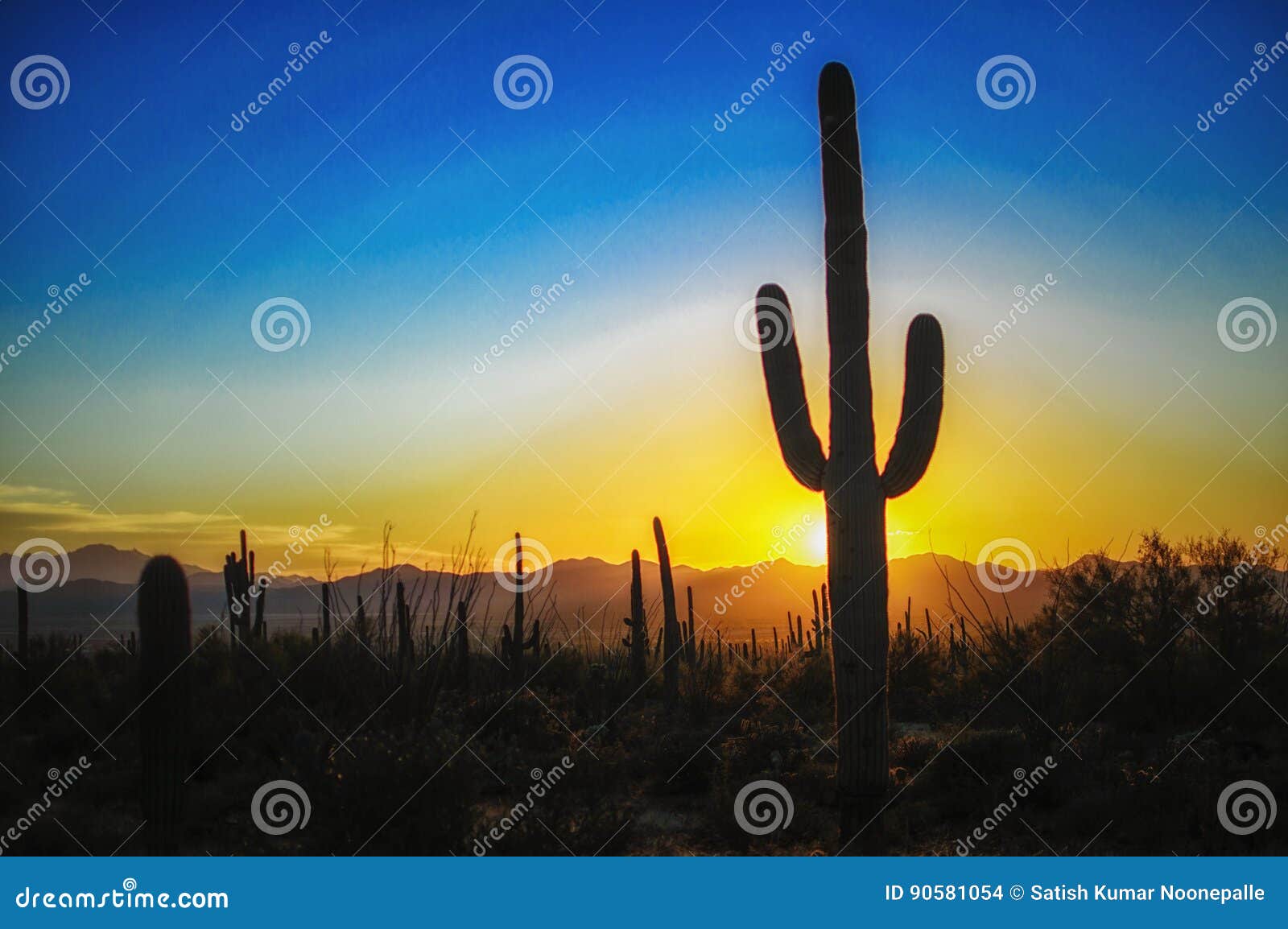Sunset at the Saguaro National Park, Tucson AZ Stock Photo - Image of ...