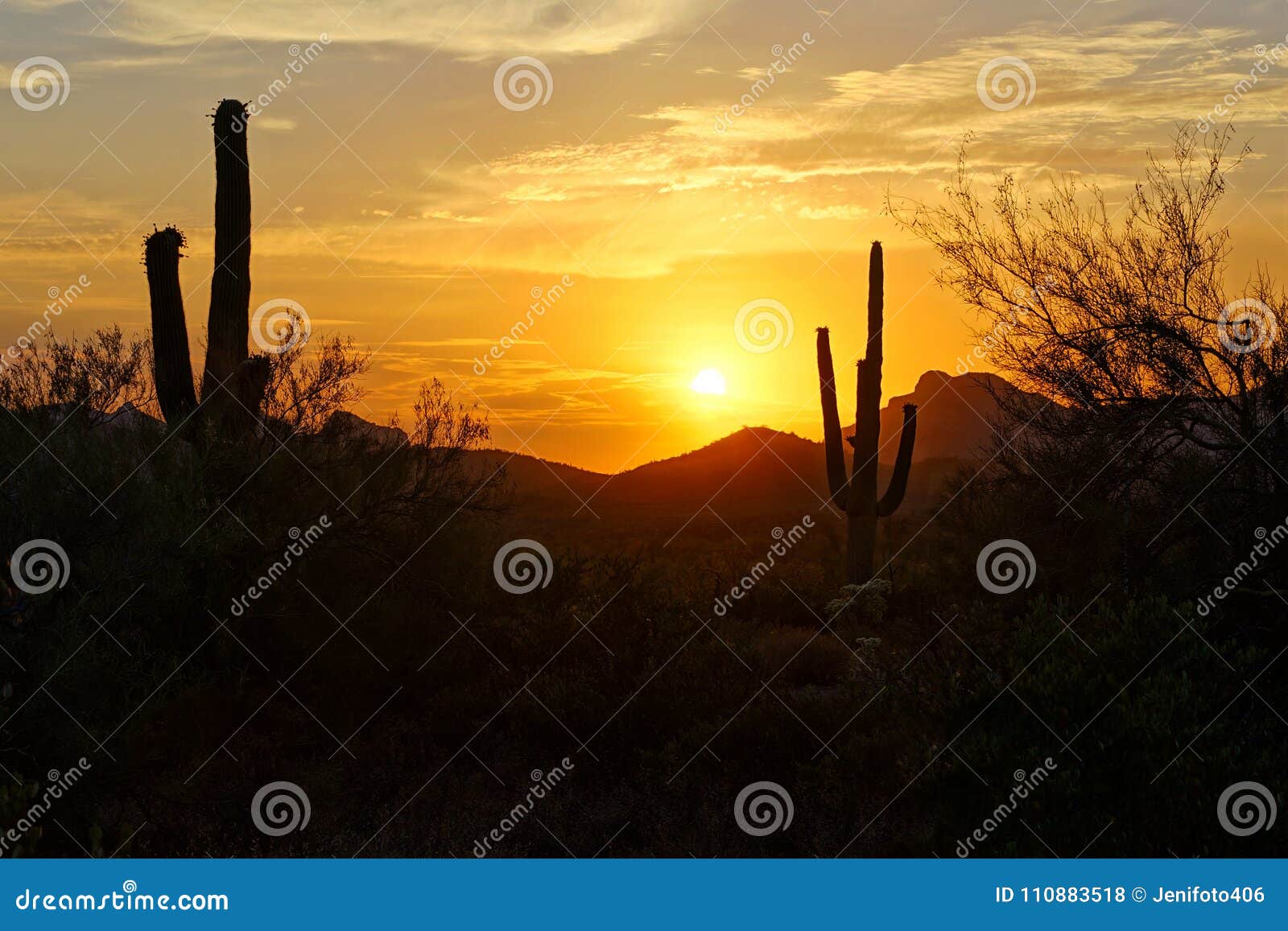 Sunset Silhouette in the Arizona Desert with Saguaro Cacti Stock Photo ...